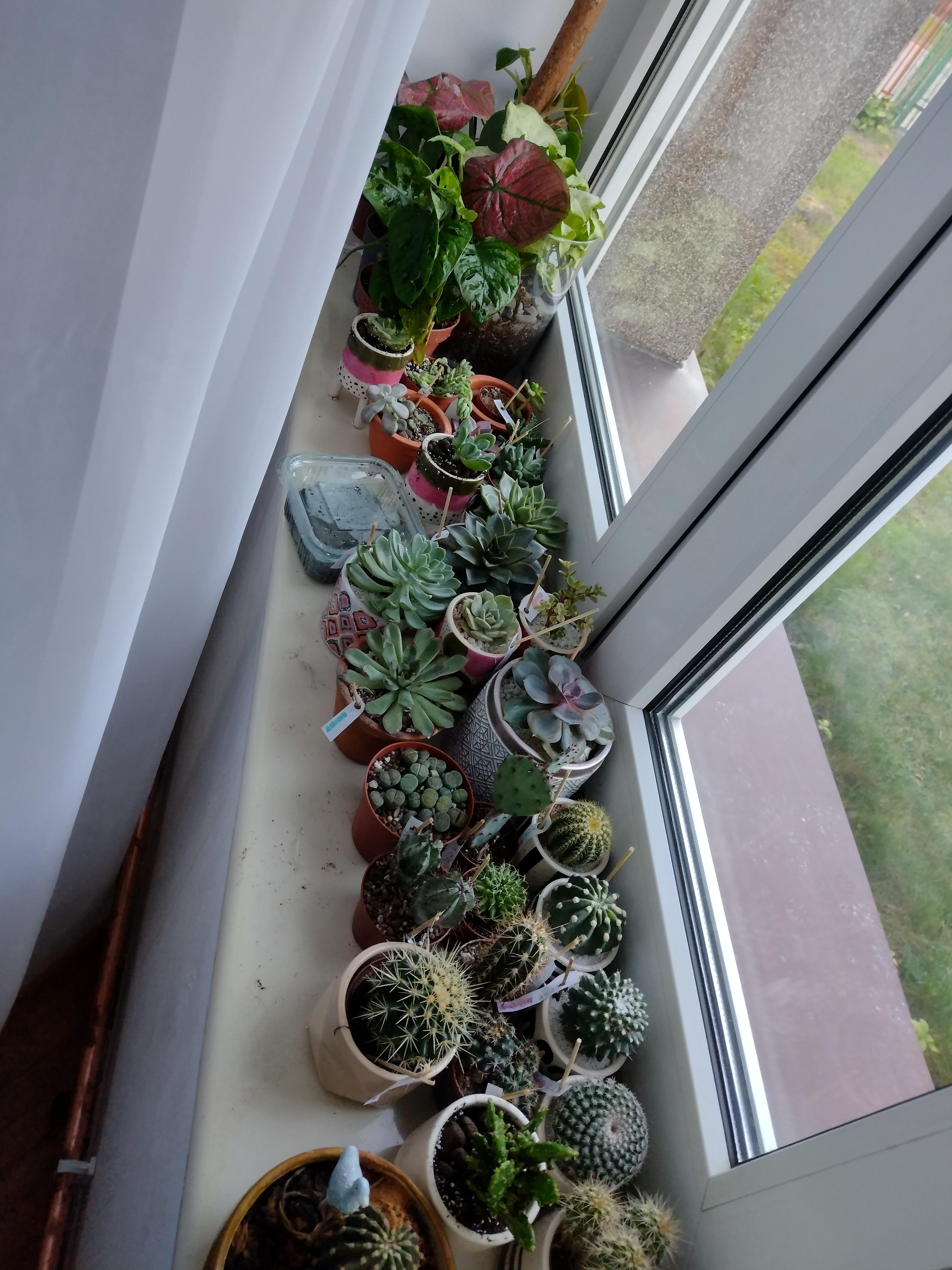 Just ran out of space on my sunniest window sill available (facing east