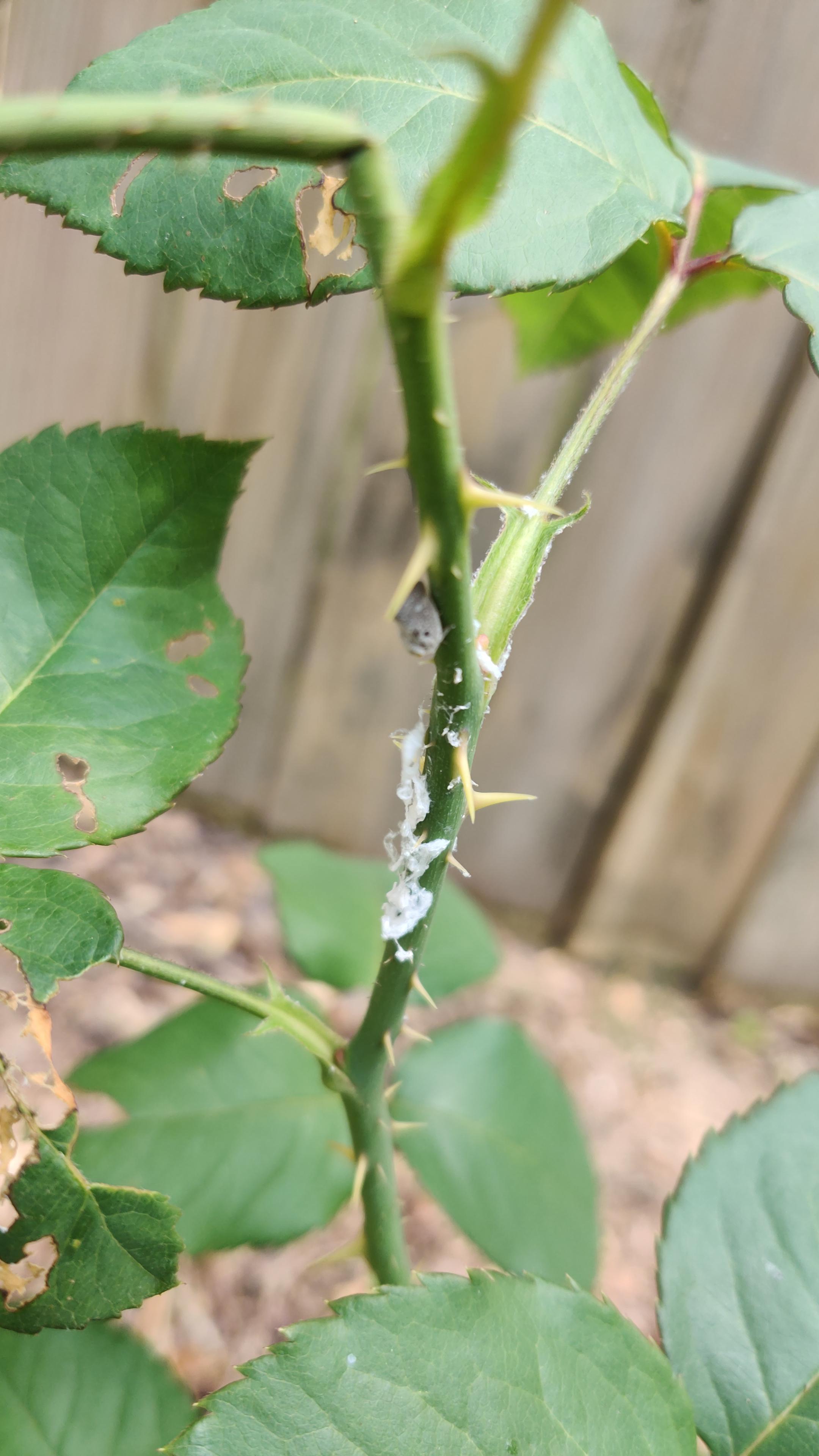 What's eating my rose? r/landscaping