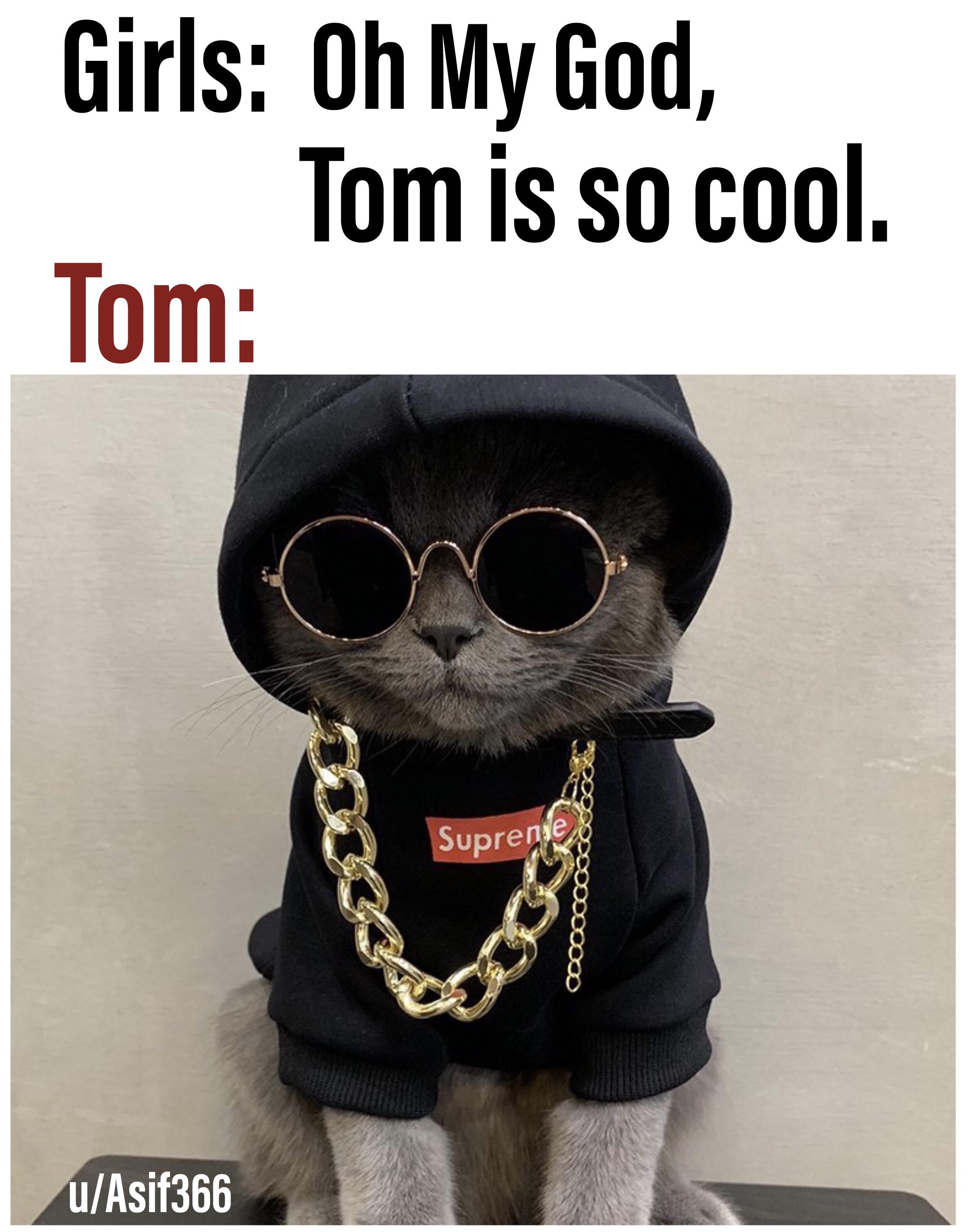 3664 best Cool Cat images on Pholder Cats, Aww and YMS