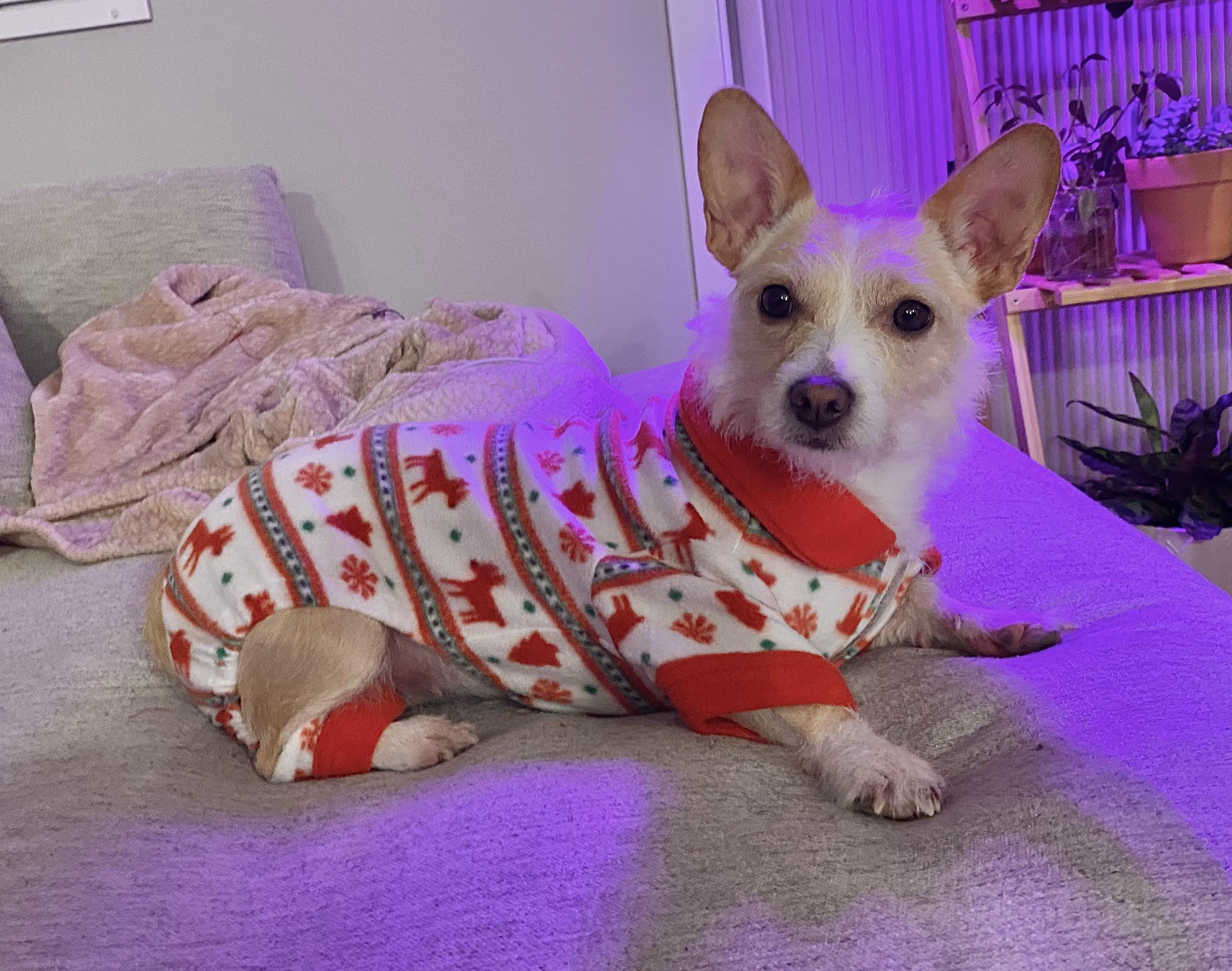 My dog loves wearing these pajamas r/cozy