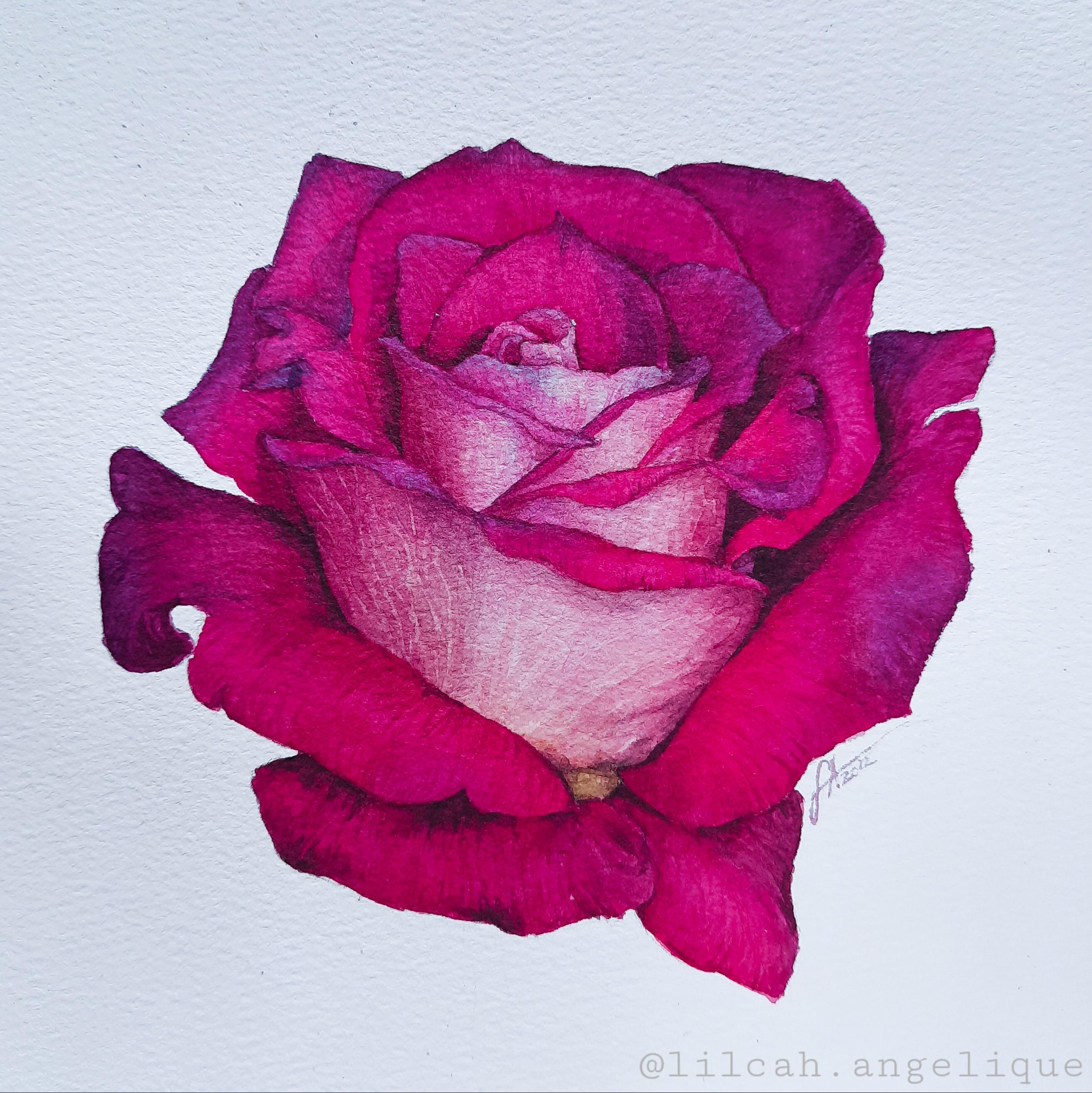 A pink rose for today, mixed in some opera pink into my other colors to