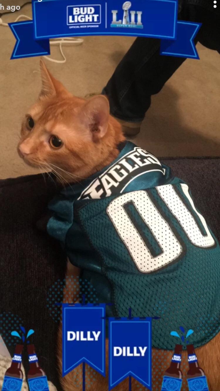 How do you guys feel about cats in jerseys? r/eagles