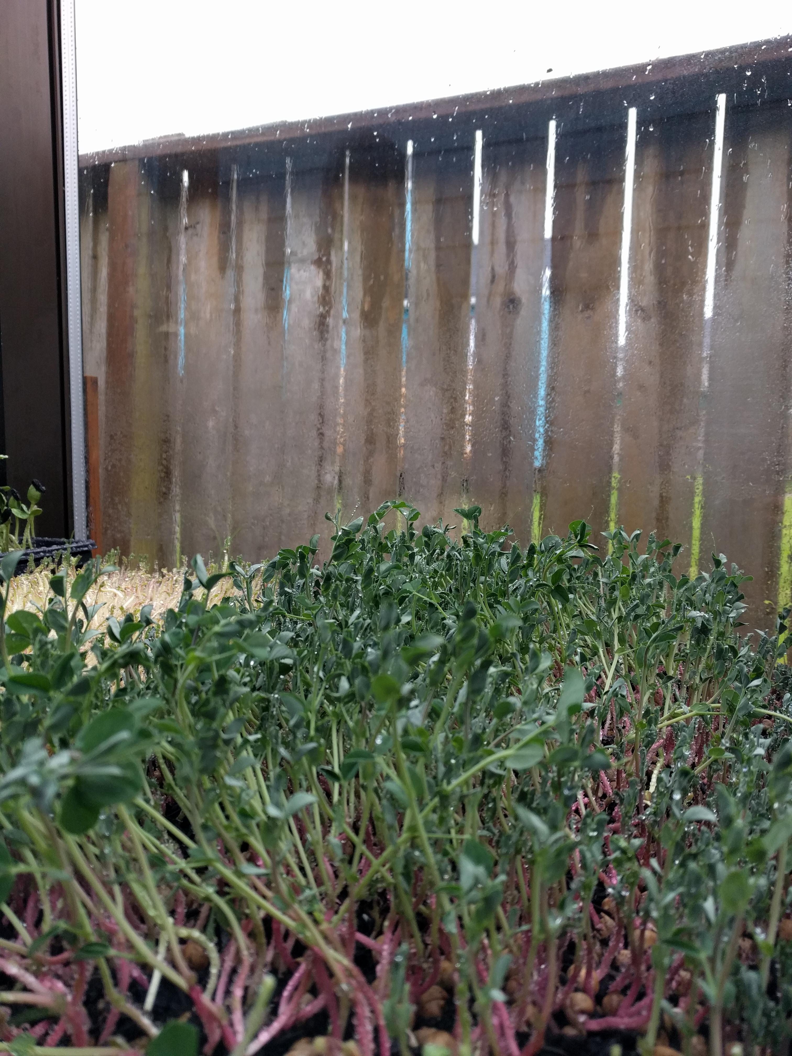 To soak or not to soak, that is the question. We have always soaked