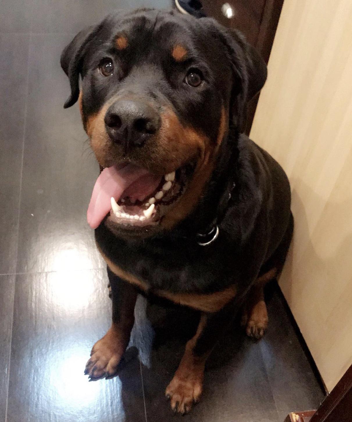 Reddit, meet Diesel. 180lb Rottweiler r/lookatmydog