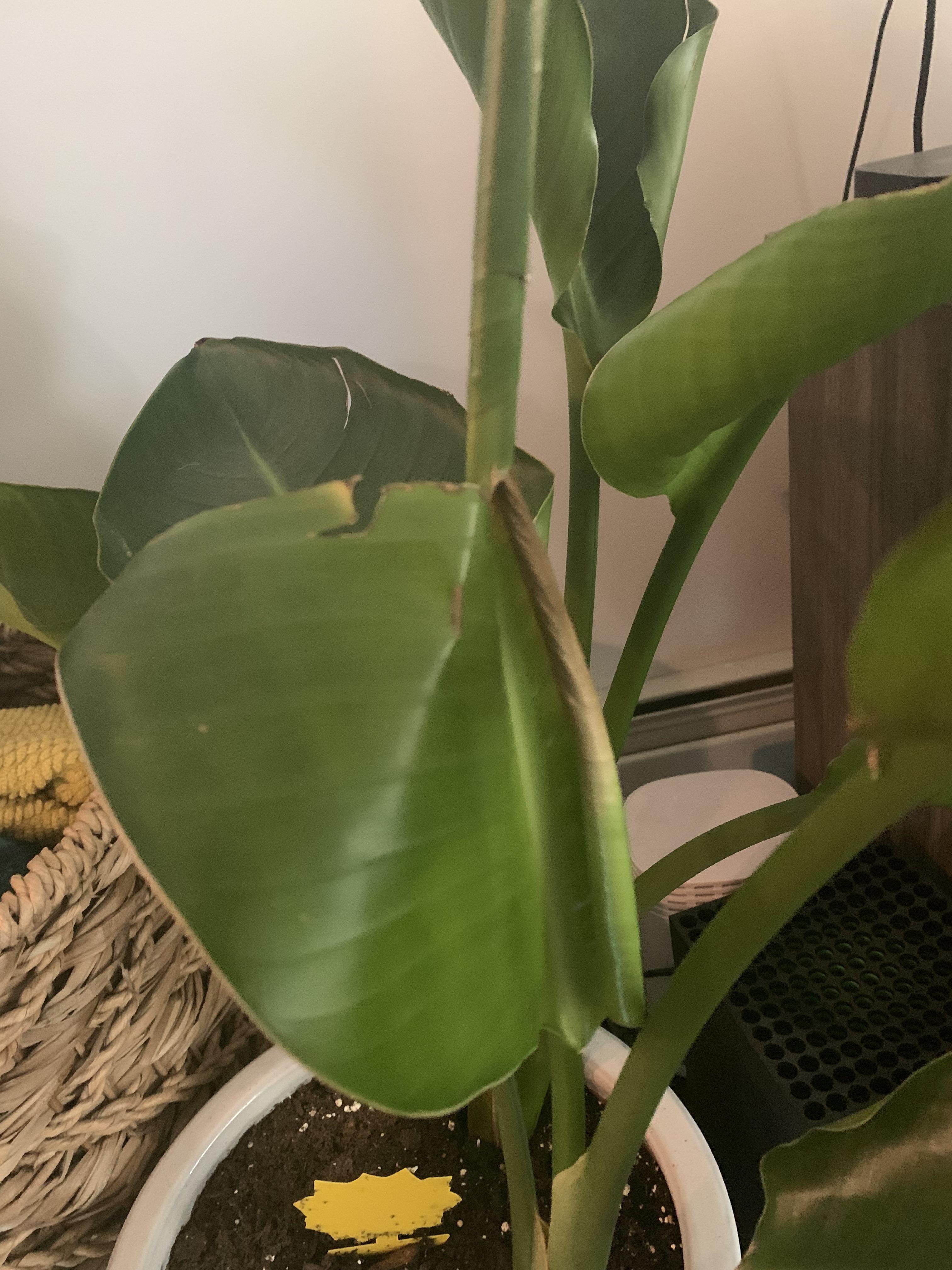 Bird of paradise is wilting and I’m not sure why. Any help would be