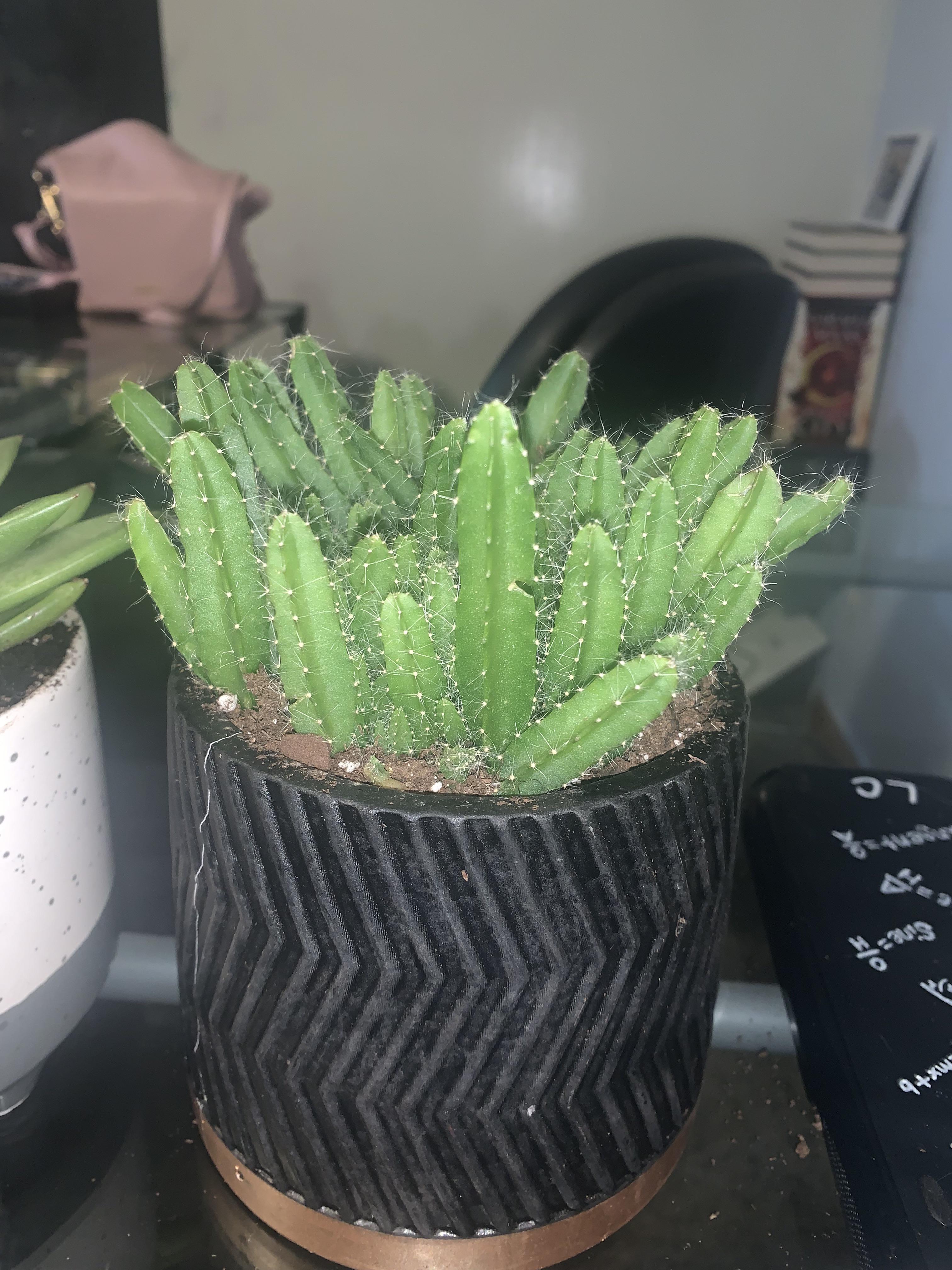 Young Dragon Fruit Plant