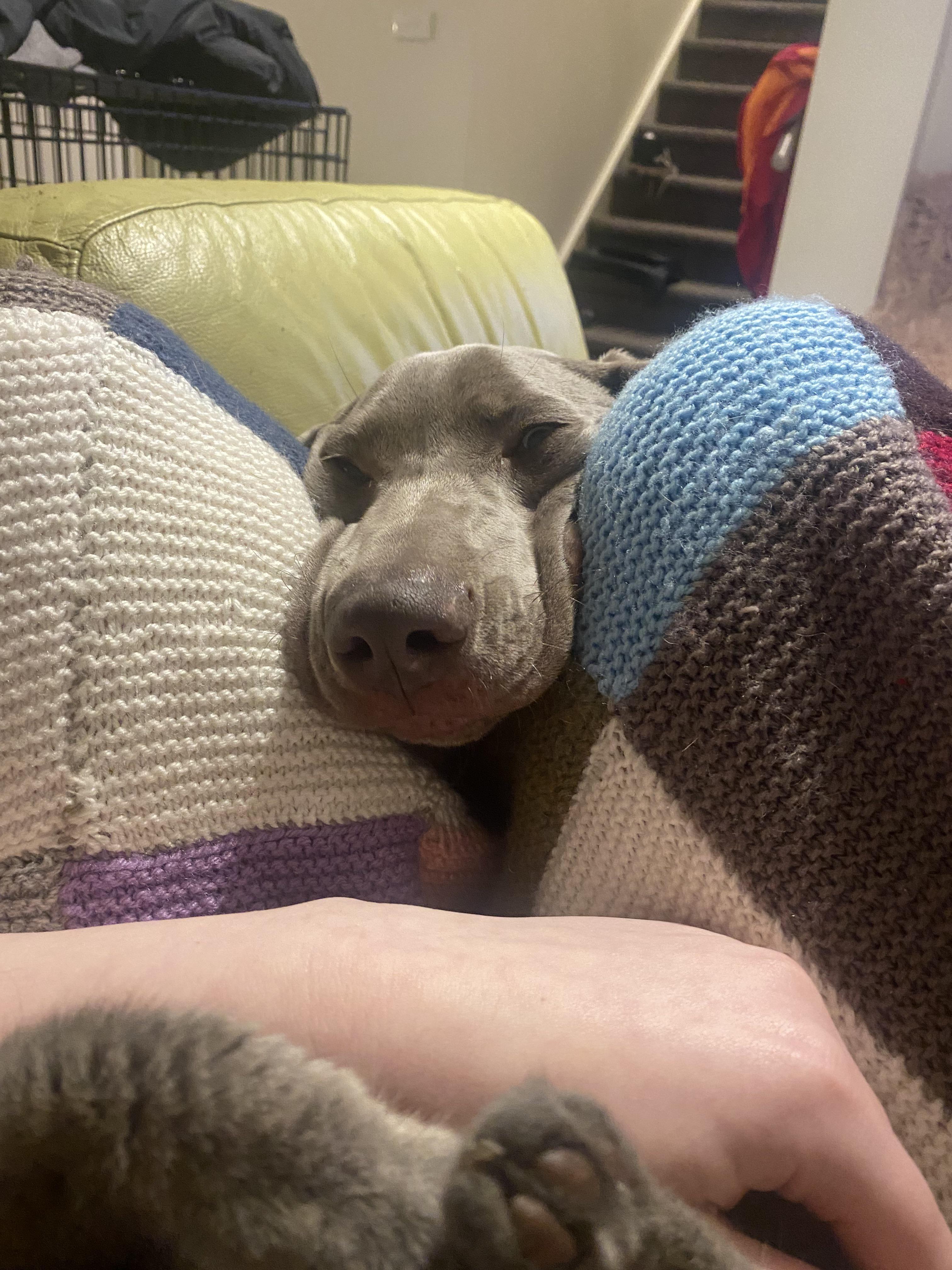 Look at the menace that ate my home work and chewed up my glasses r/aww