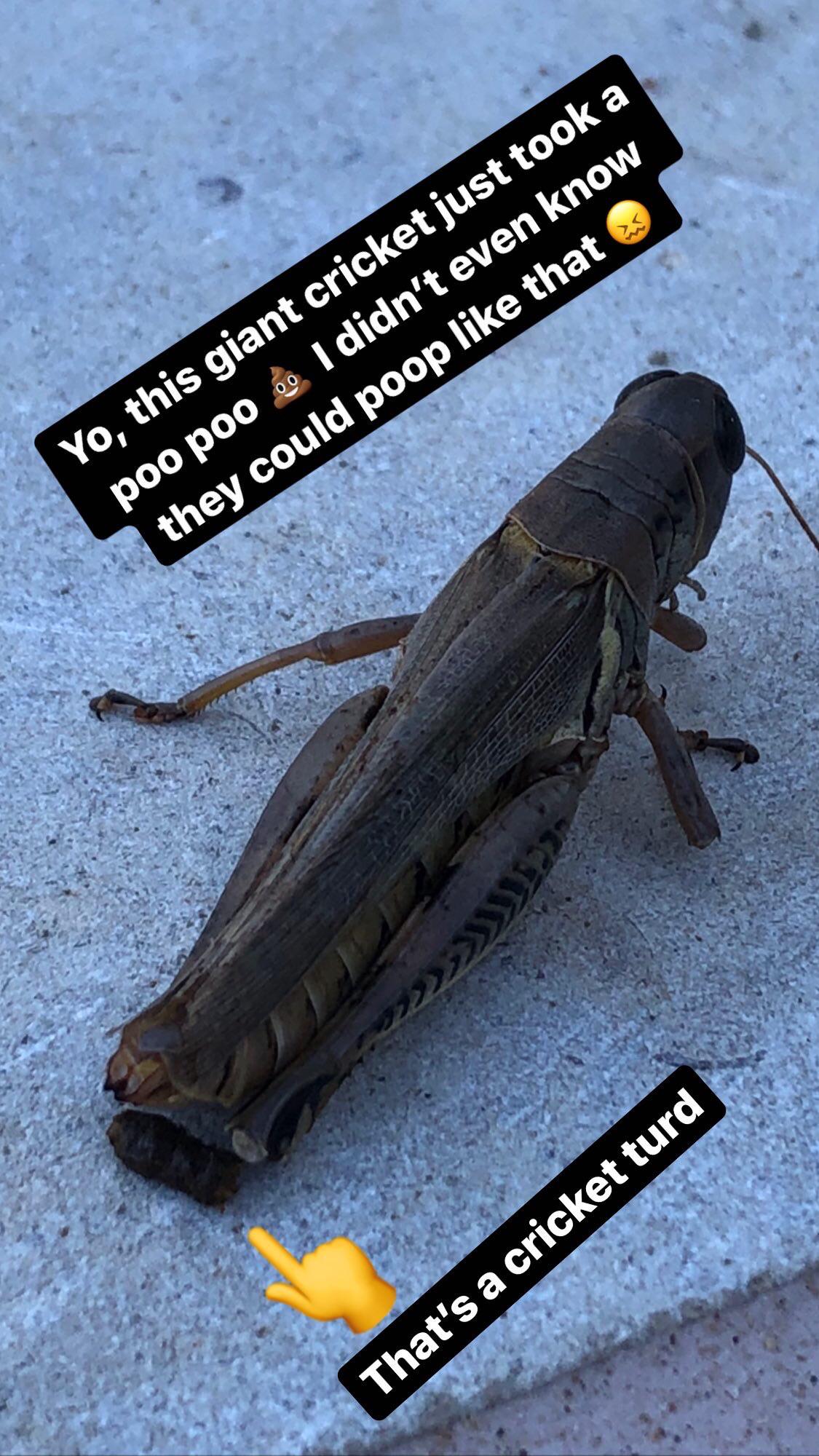 Cricket Poop r/Weird