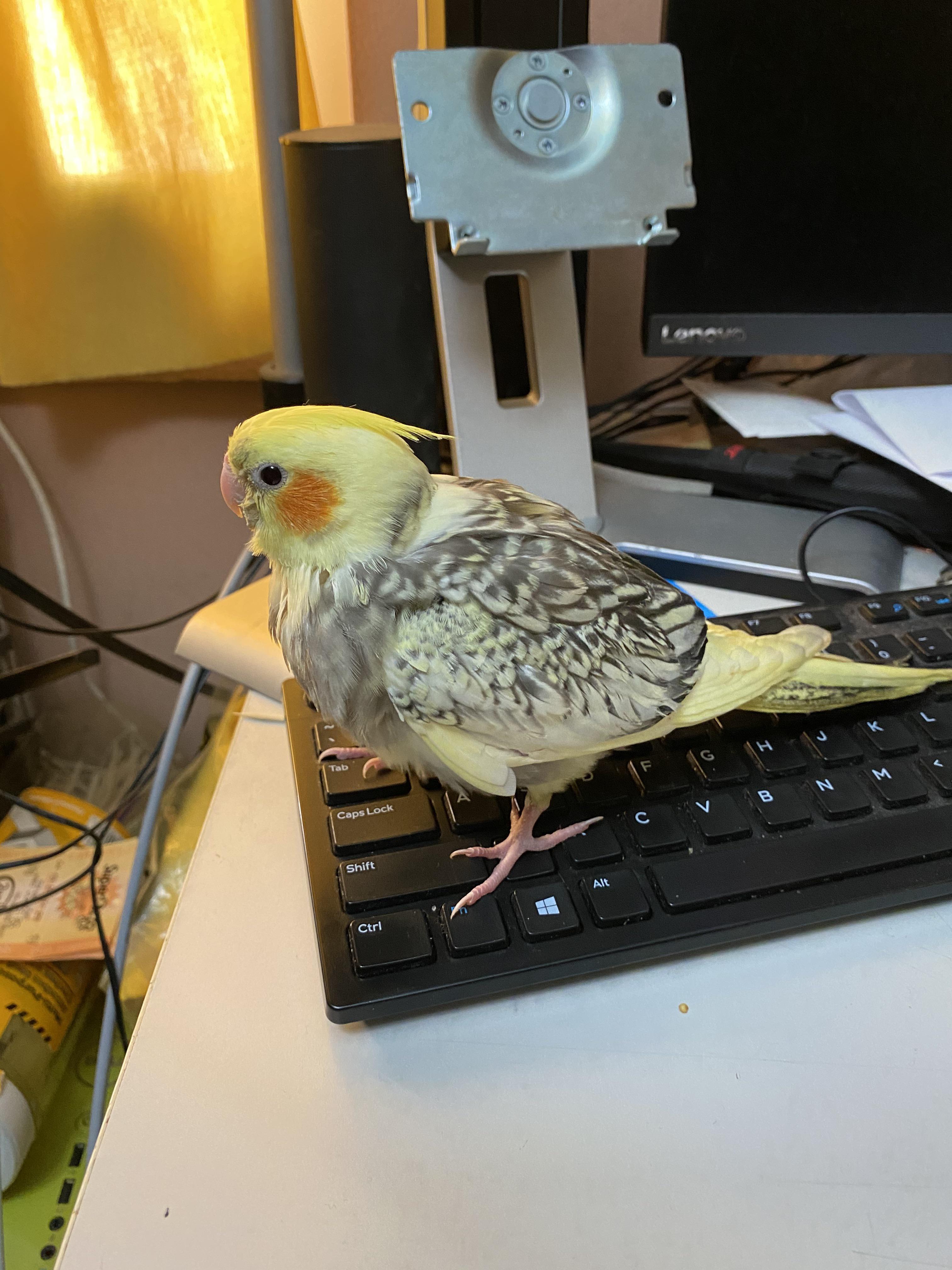 Little guy helping me fight depression. Owe him my life. r/cockatiel