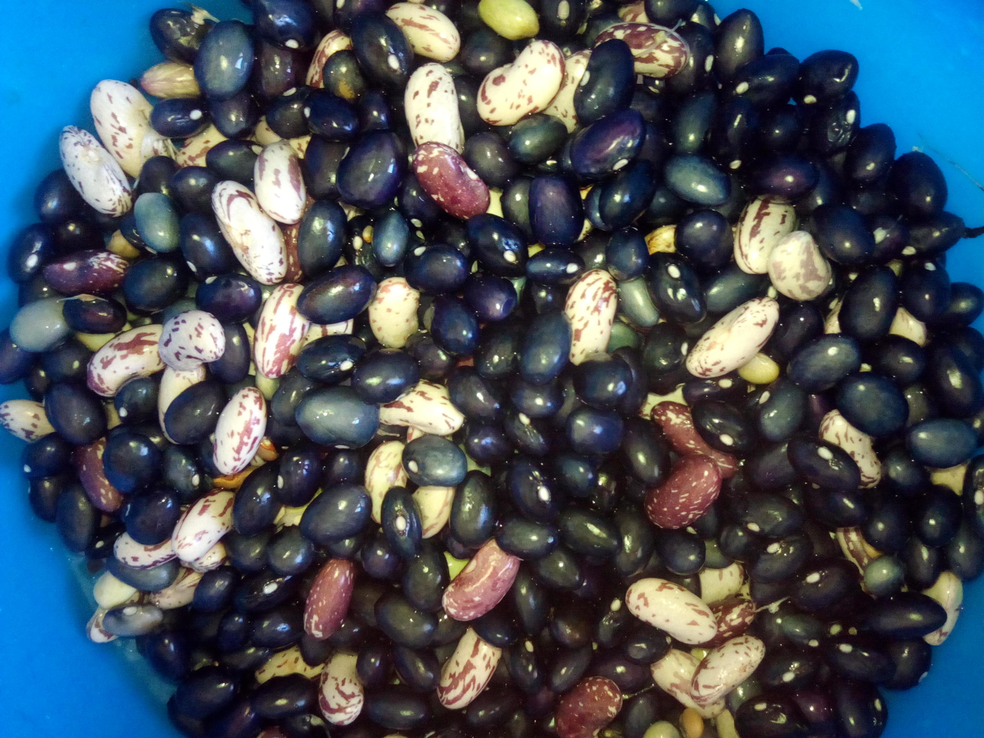 This is something people in the north of Portugal call beans in green