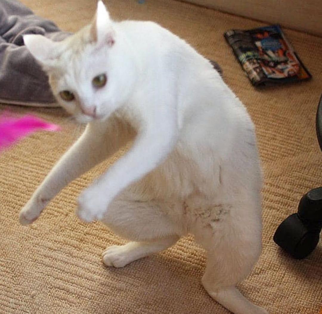 Cat squat. r/slavs_squatting