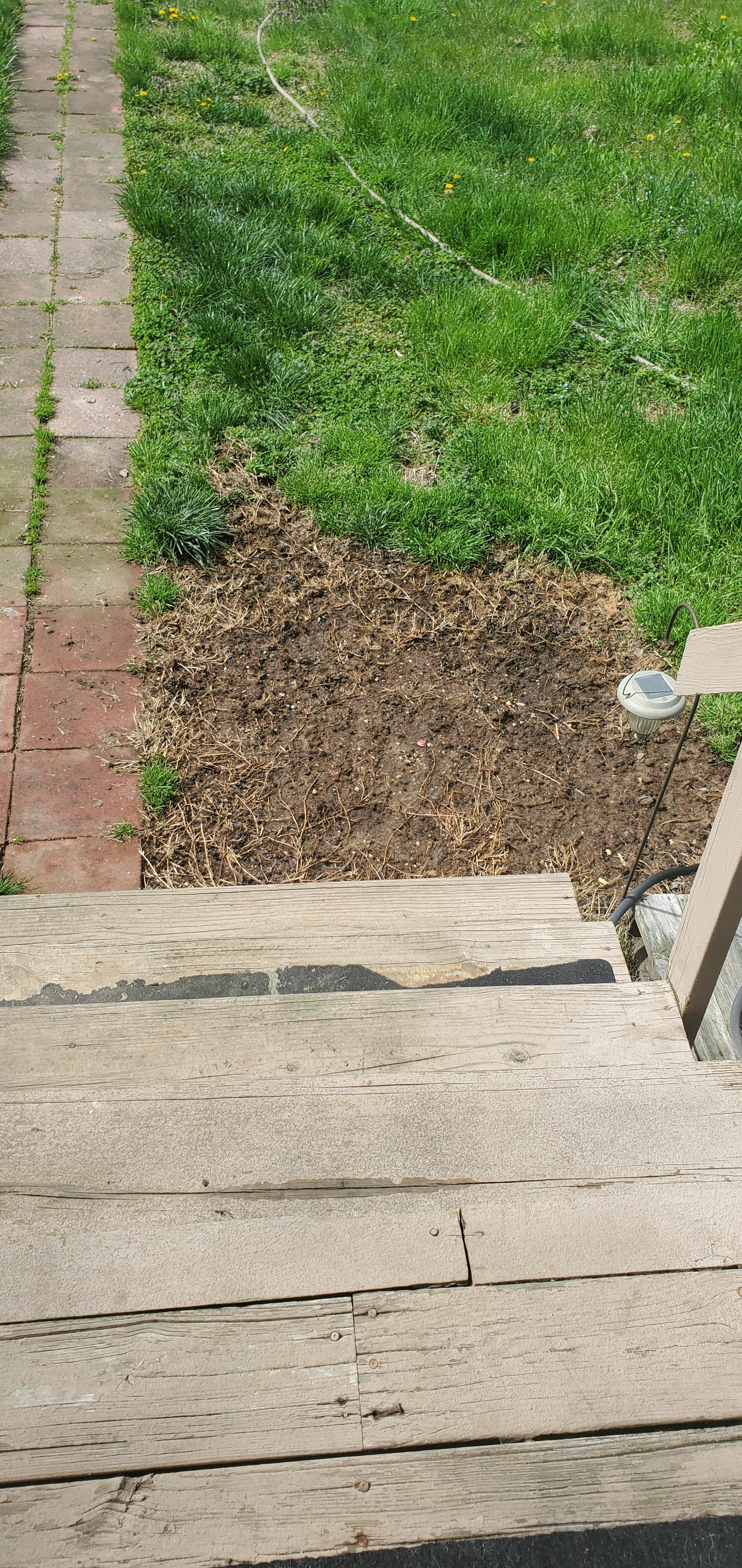 What do you do if you can't stop the dogs from going in the same place