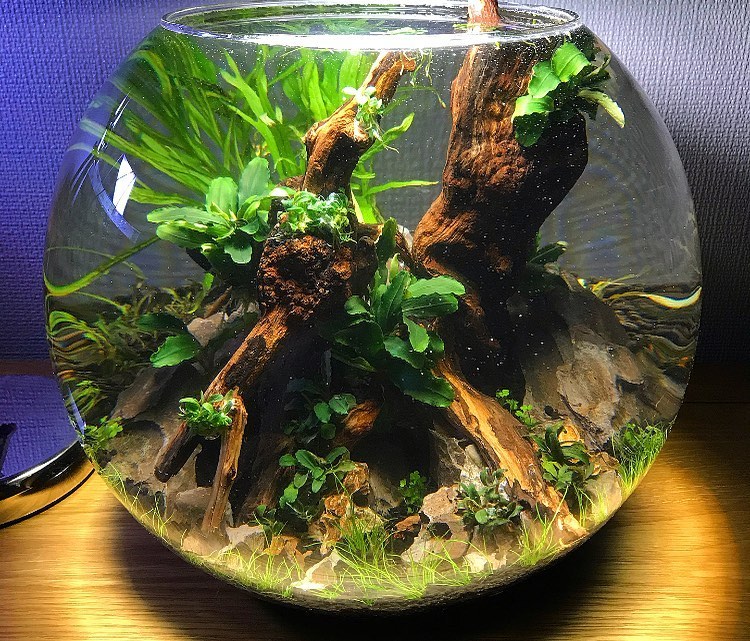 Ultra Low Tech Fish Bowl Aquascape r/Aquariums