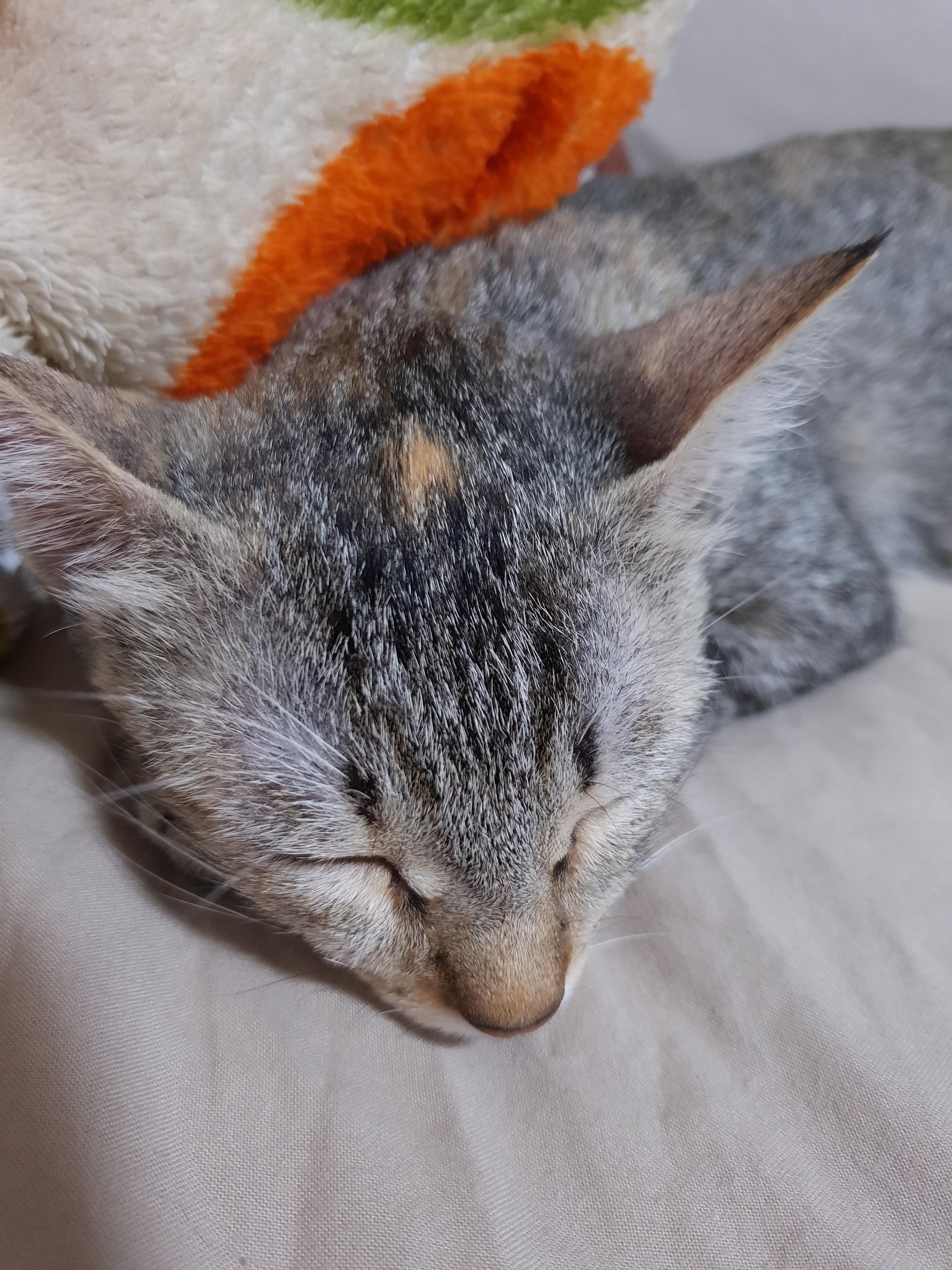 Sassy's brown spot on her head is an indication of where you should