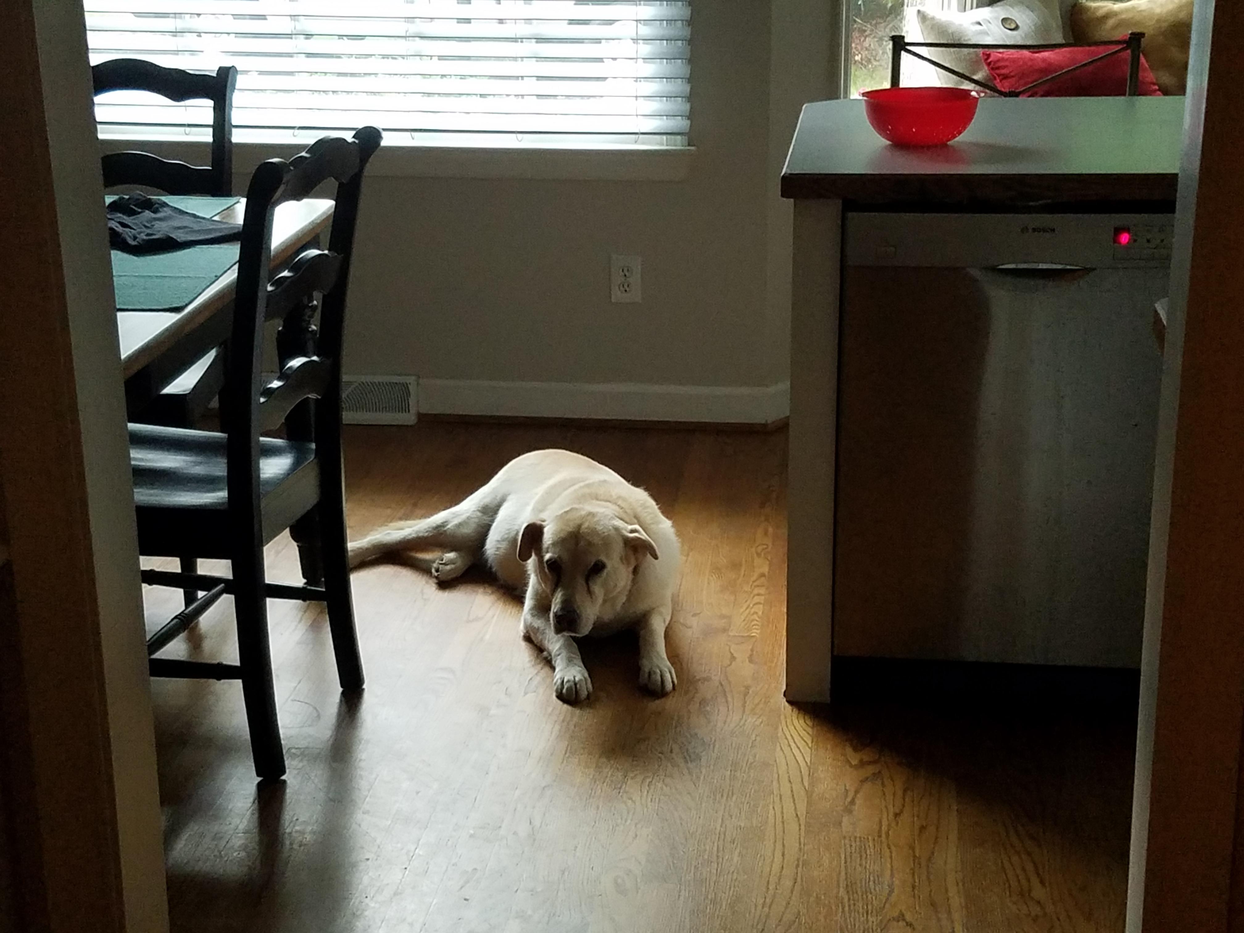 Meet my dog Honey. She takes prozac. aww