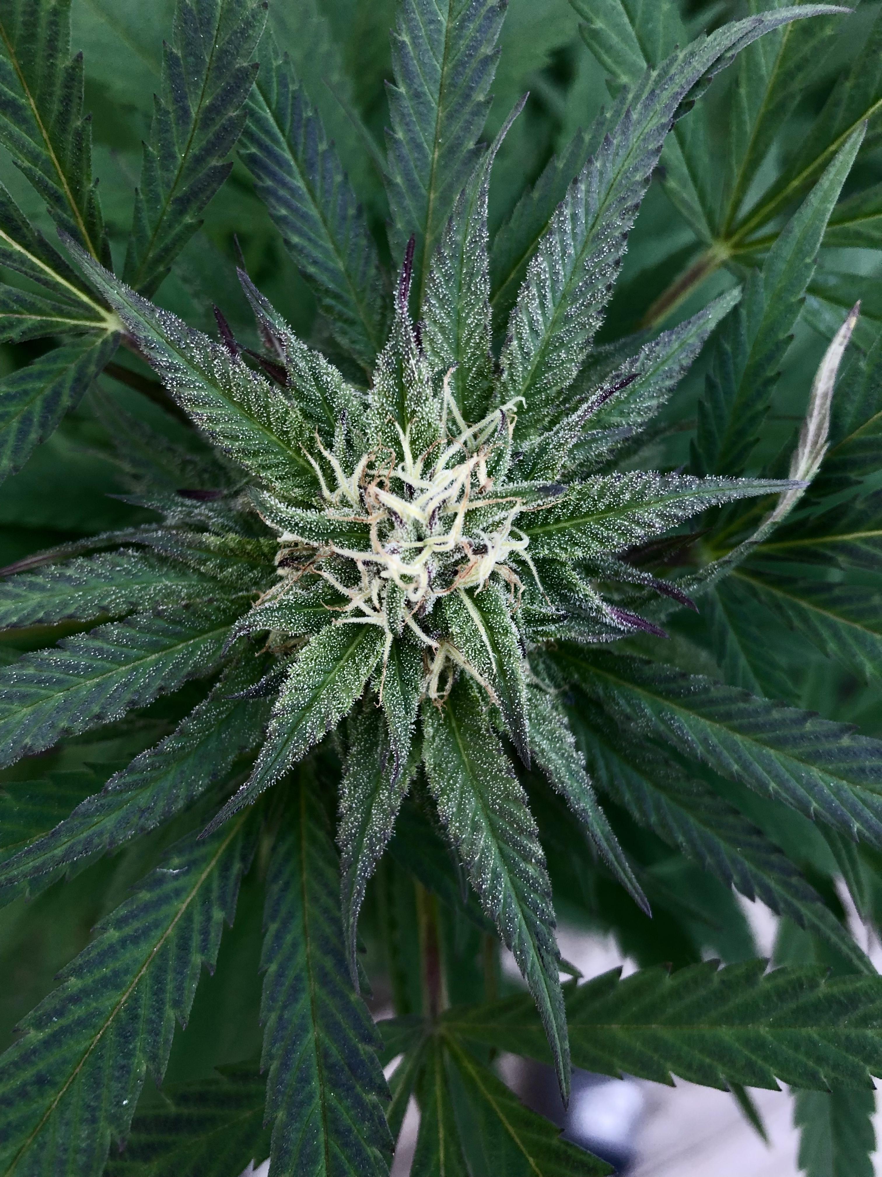 Pineapple Express by 34 Street Company hoping the weather stays warm