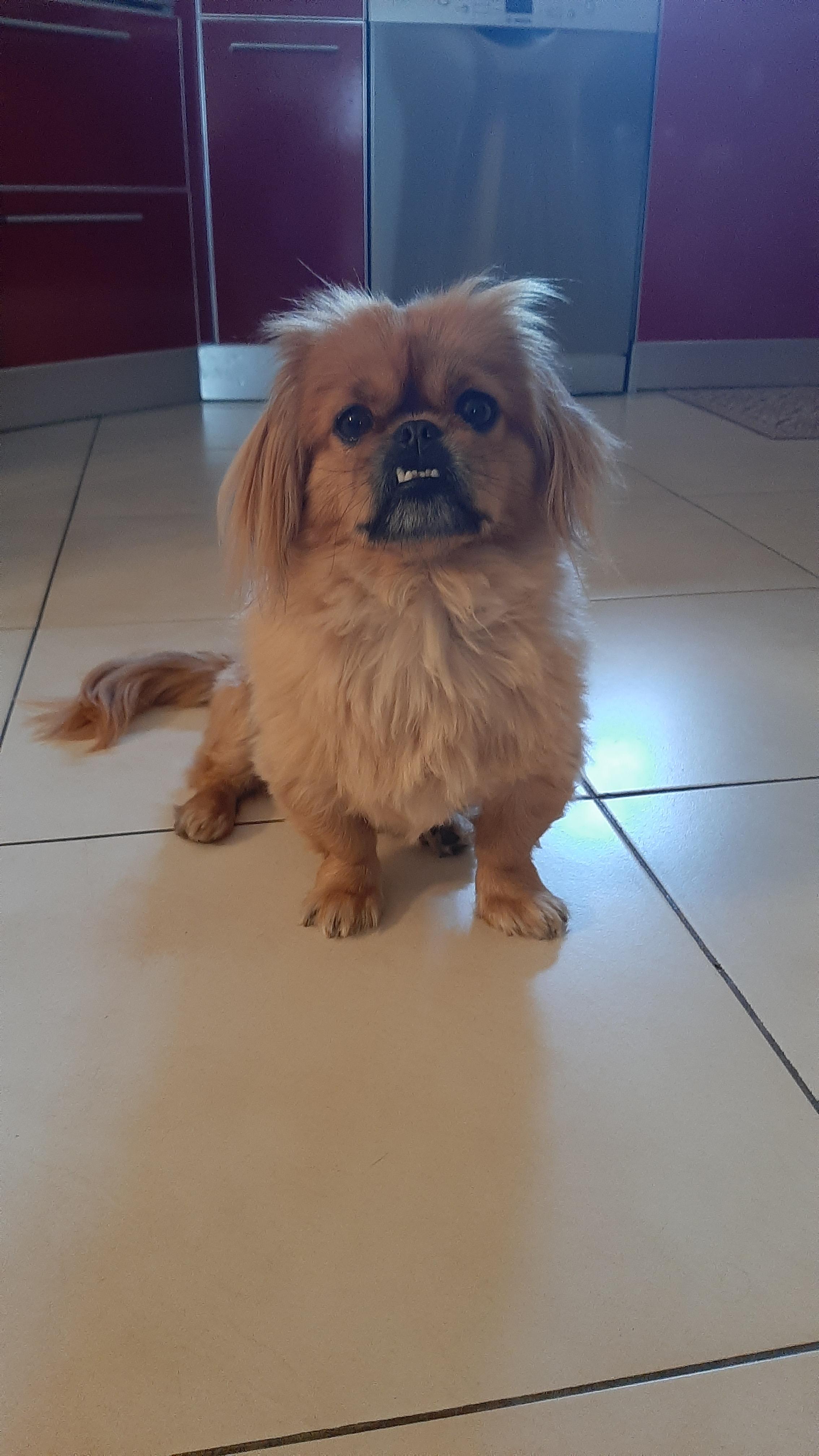 my dog look like eevee r/aww