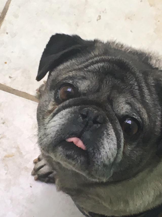 I present you, my 8 year old pug r/pugs