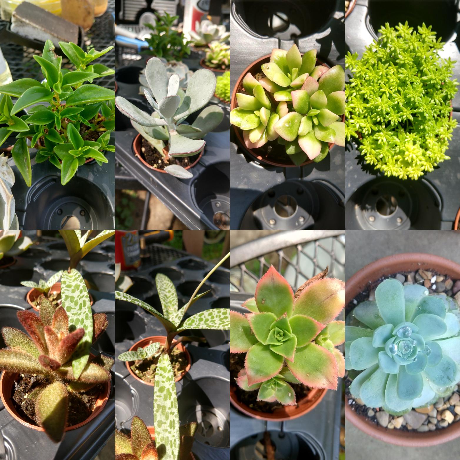 Got these plants from Kroger for 0.85 each a while back. Can someone