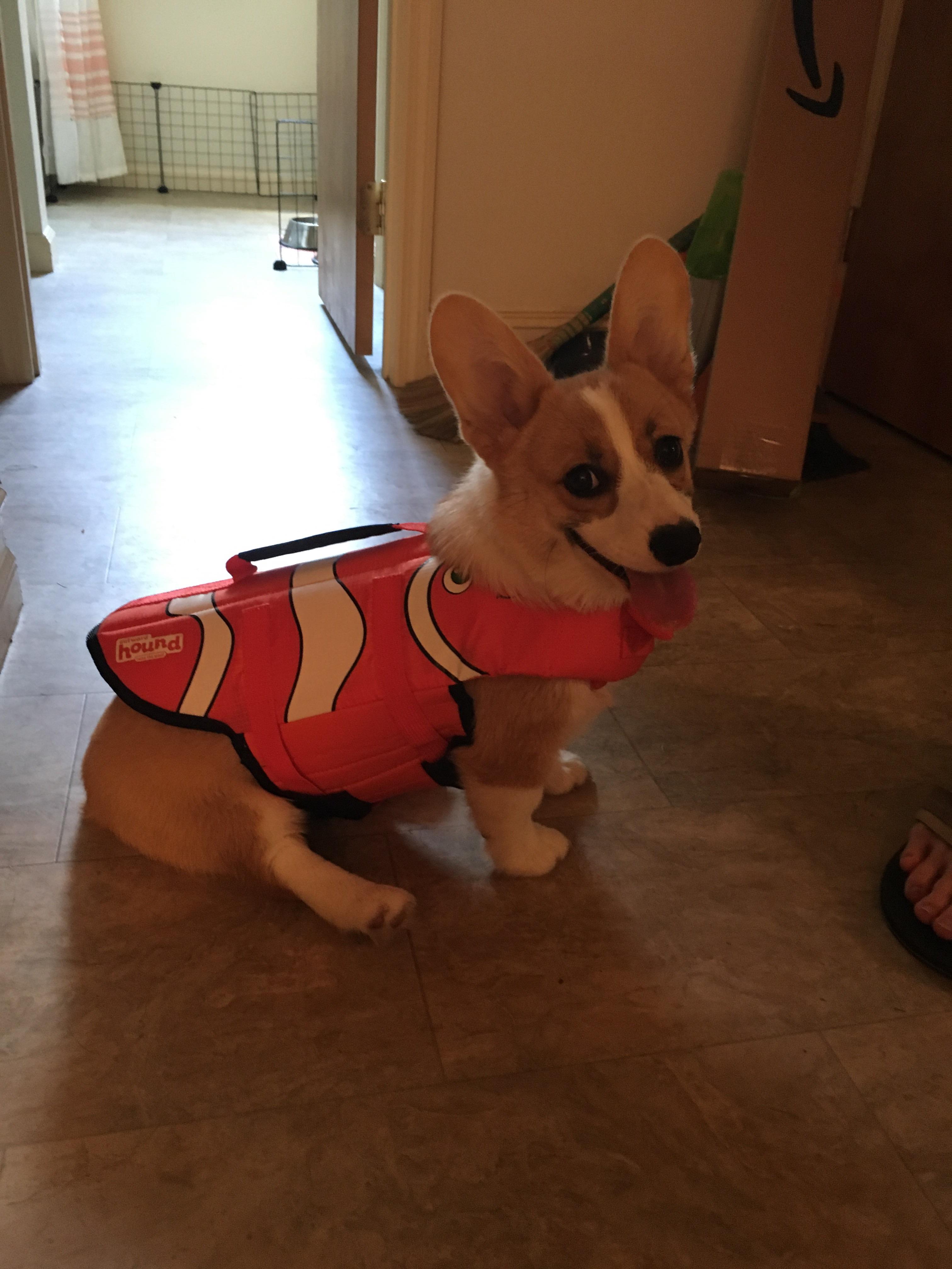 Astrid trying on her puppy life jacket