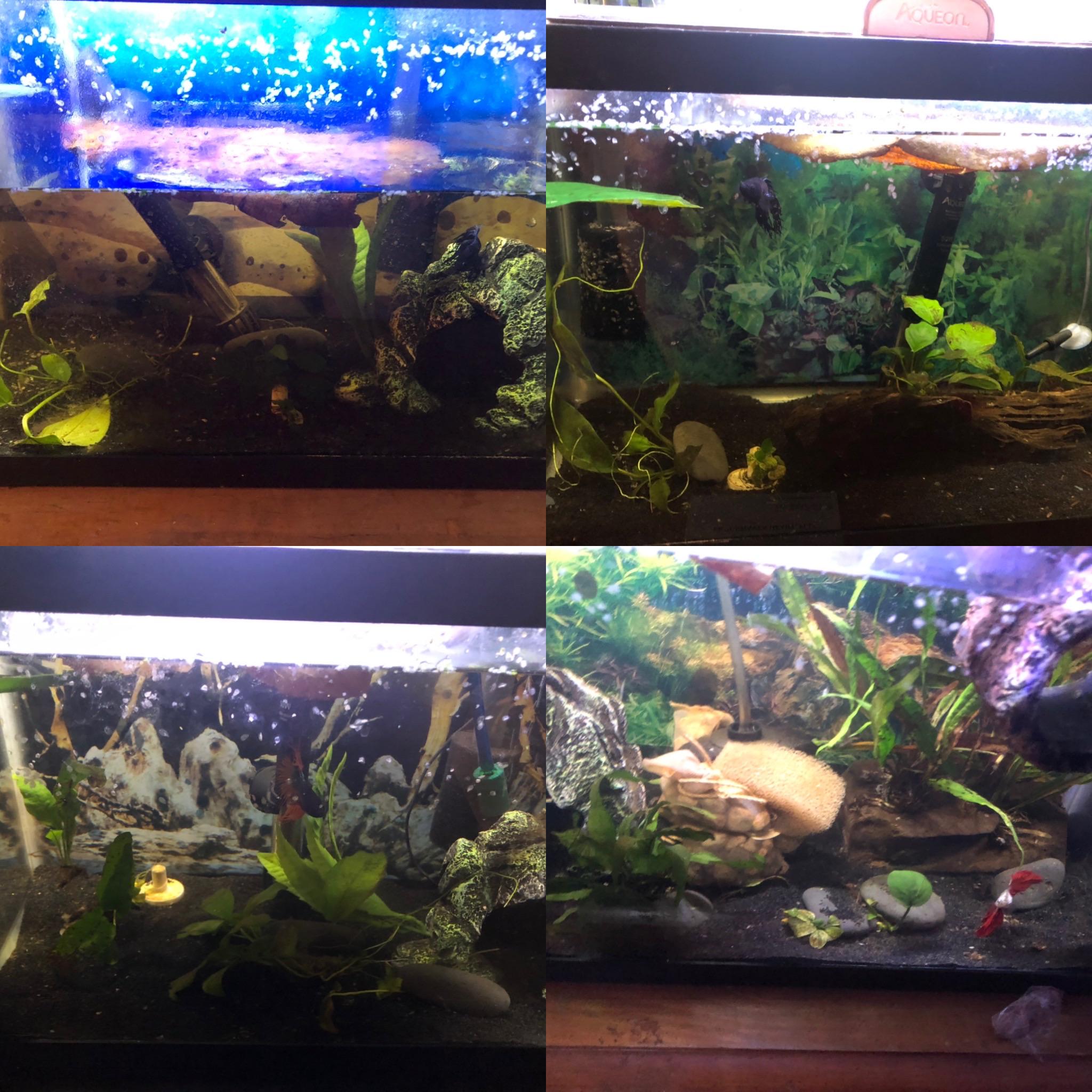 I love Indian almond leaf and the way it gives the water a brown tint. Every time I add them the