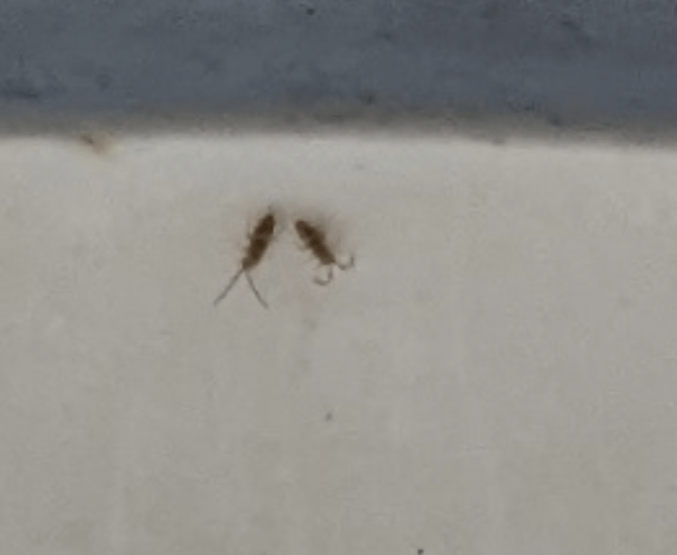 What are these pool bugs, how to get rid of them? whatsthisbug