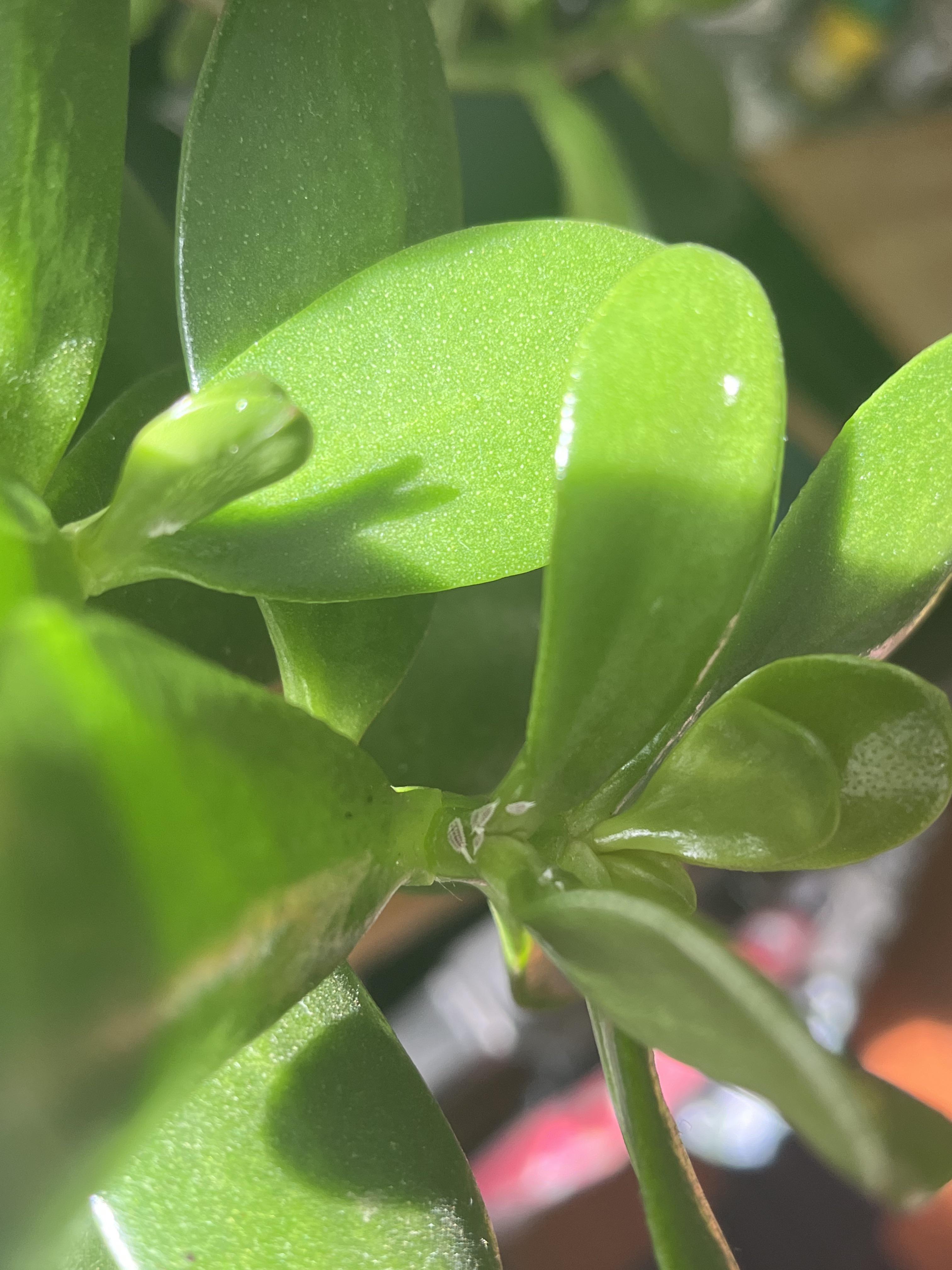 What’s this on my jade plant? r/plantclinic