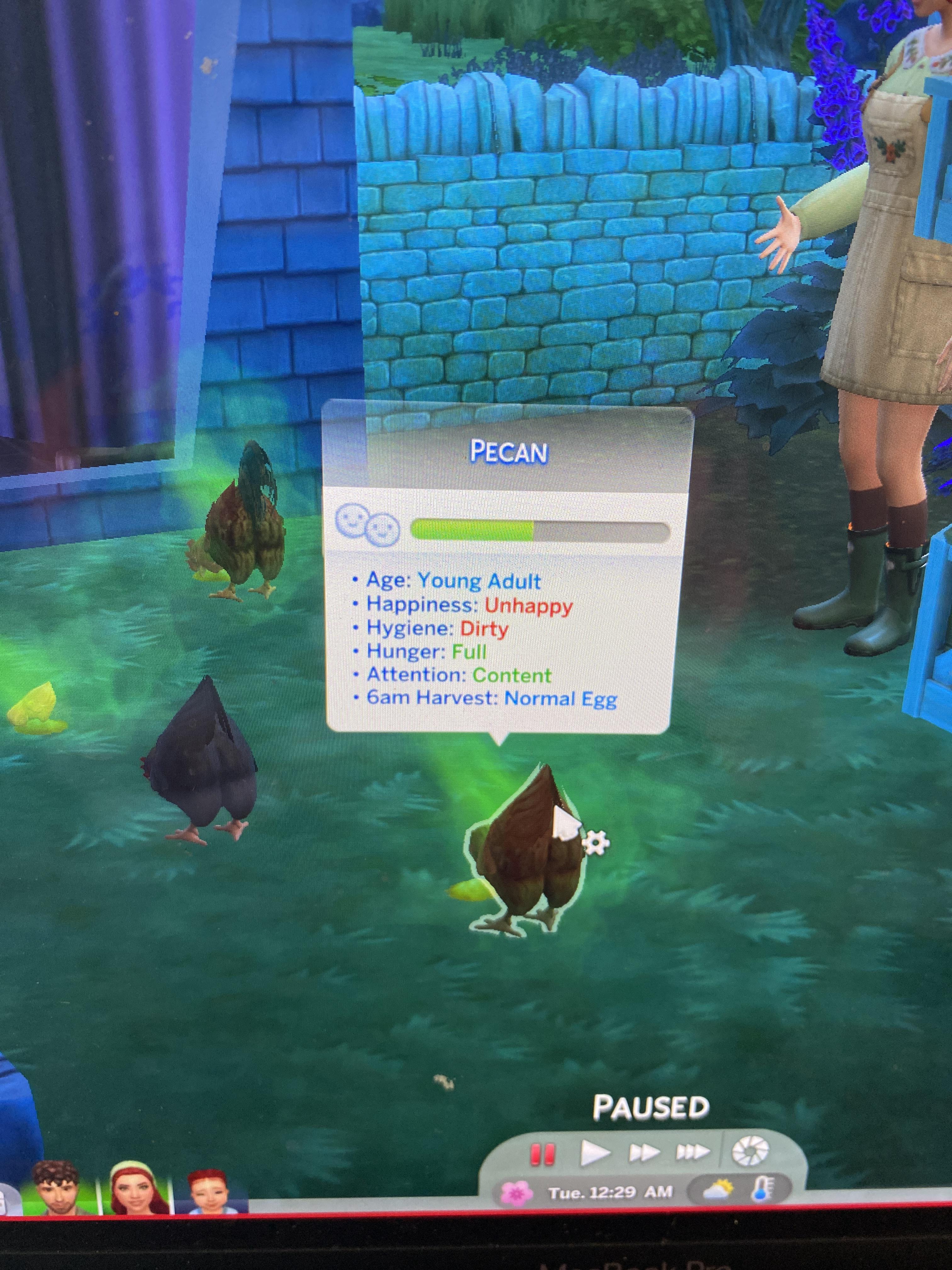 My coop is clean but 3/5 chickens are dirty… how do I clean them?! I