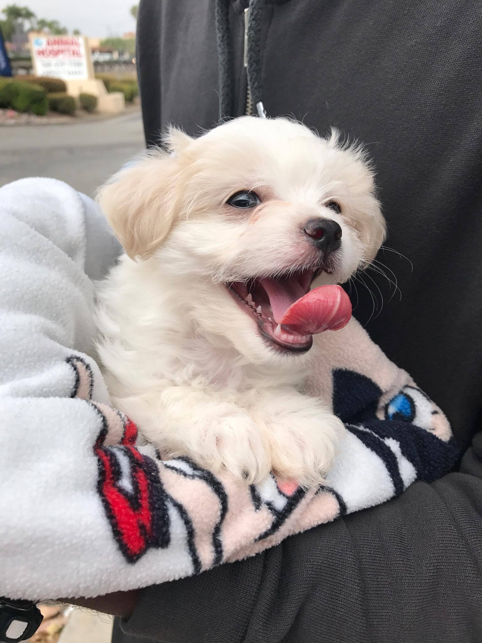 Took our 8 week old puppy Xiaolin to the Vet today for her shots. This