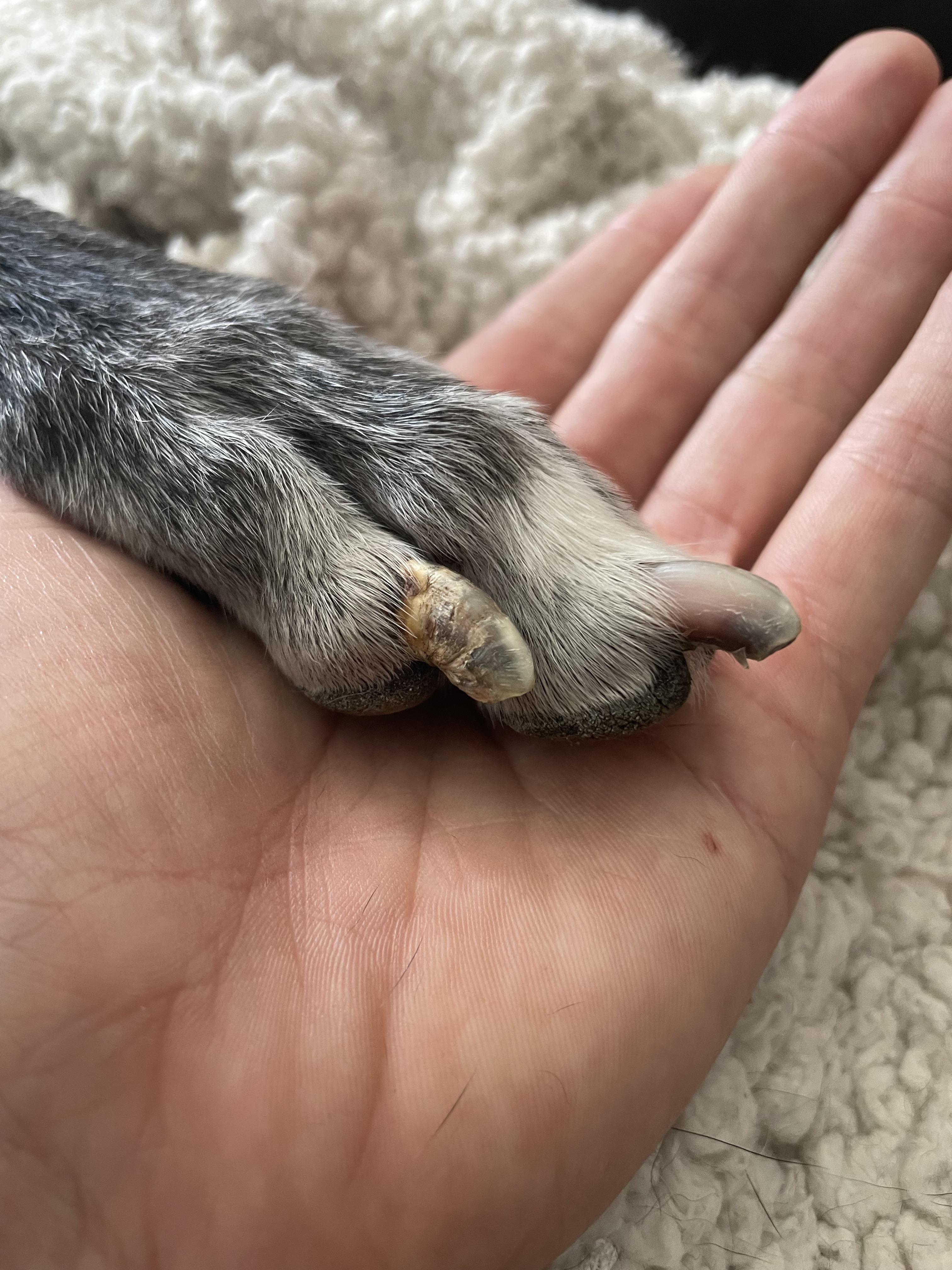 Any idea what’s up with her toenail? Fungus maybe? It’s not tender. Vet