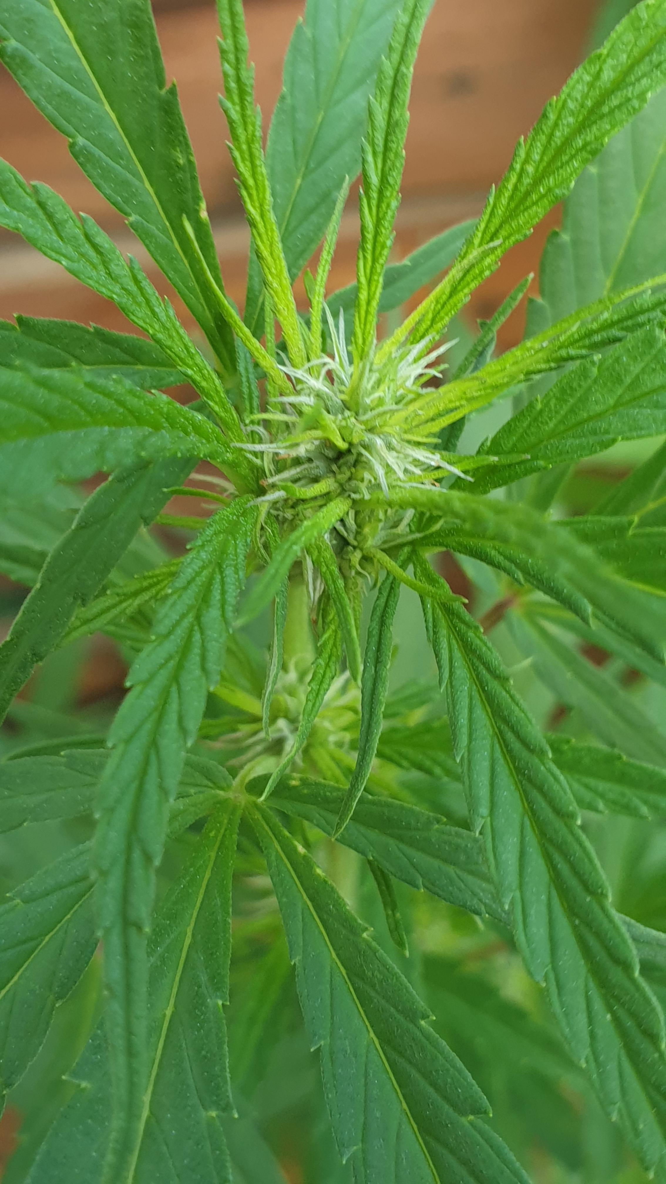 The plant is 1.8 metres tall and it is now showing this... Is it male