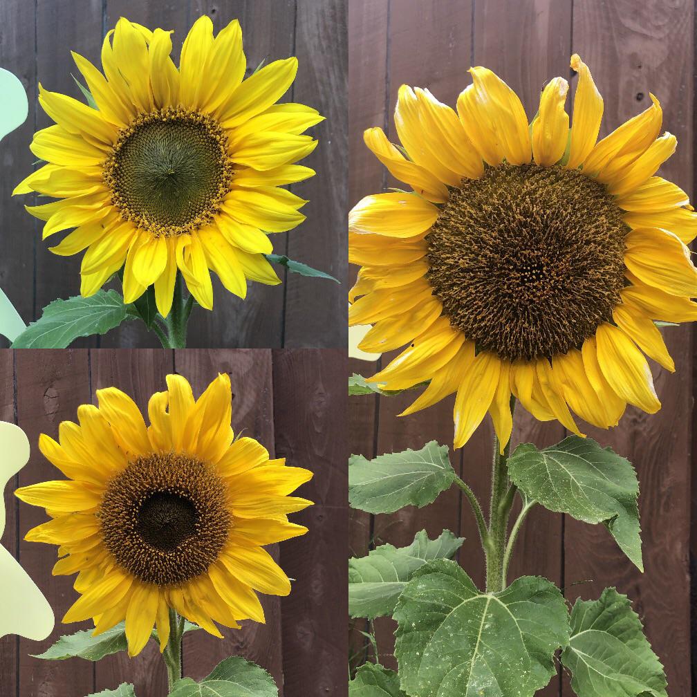 My incredible sunflower when it first bloomed, midbloom and now fully