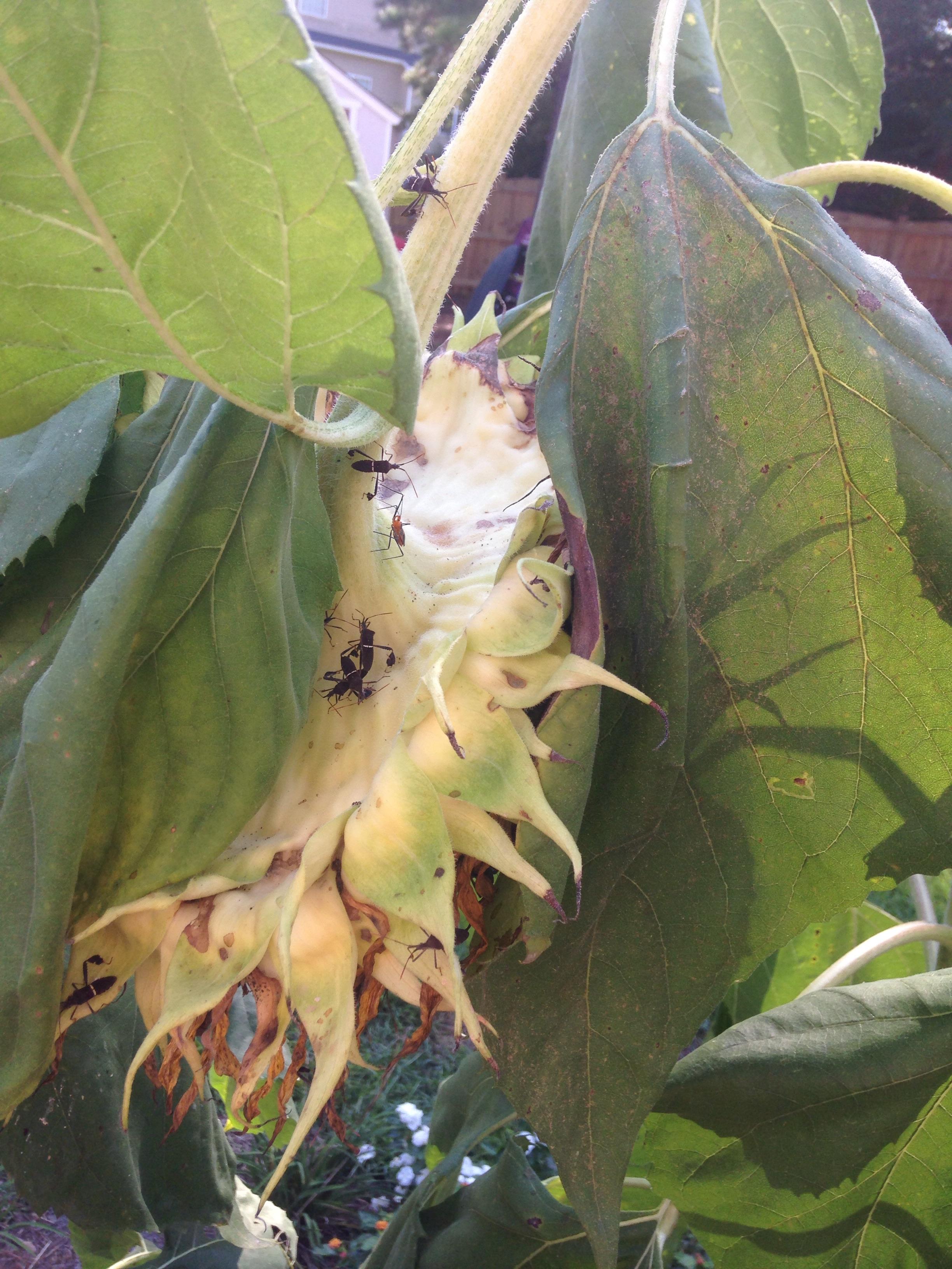 Why are these brown stink bugs all over my wilted sunflowers? How can I keep them off? r/gardening