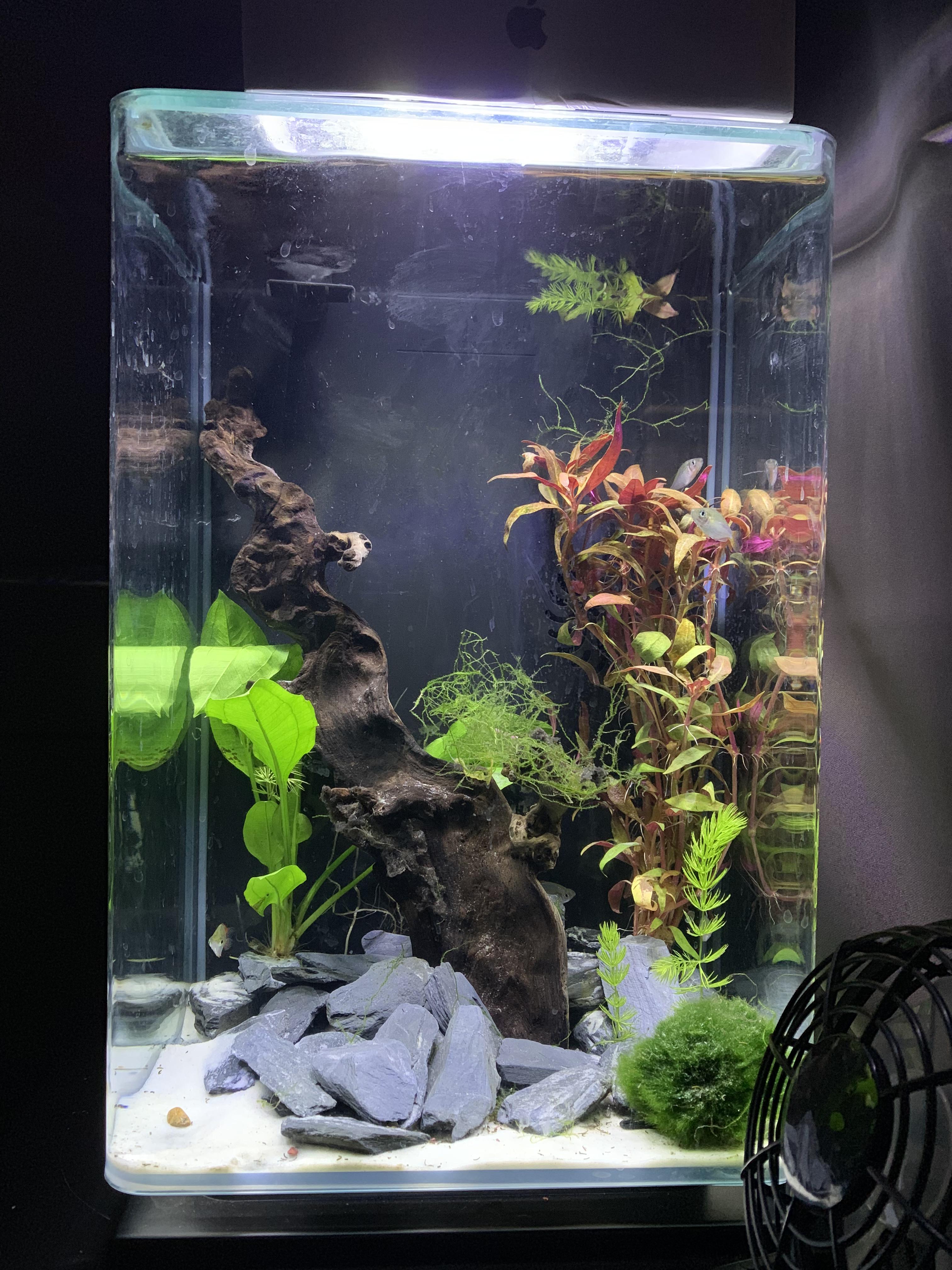 Quarantine tank is full tonight. I like the colors. r/PlantedTank