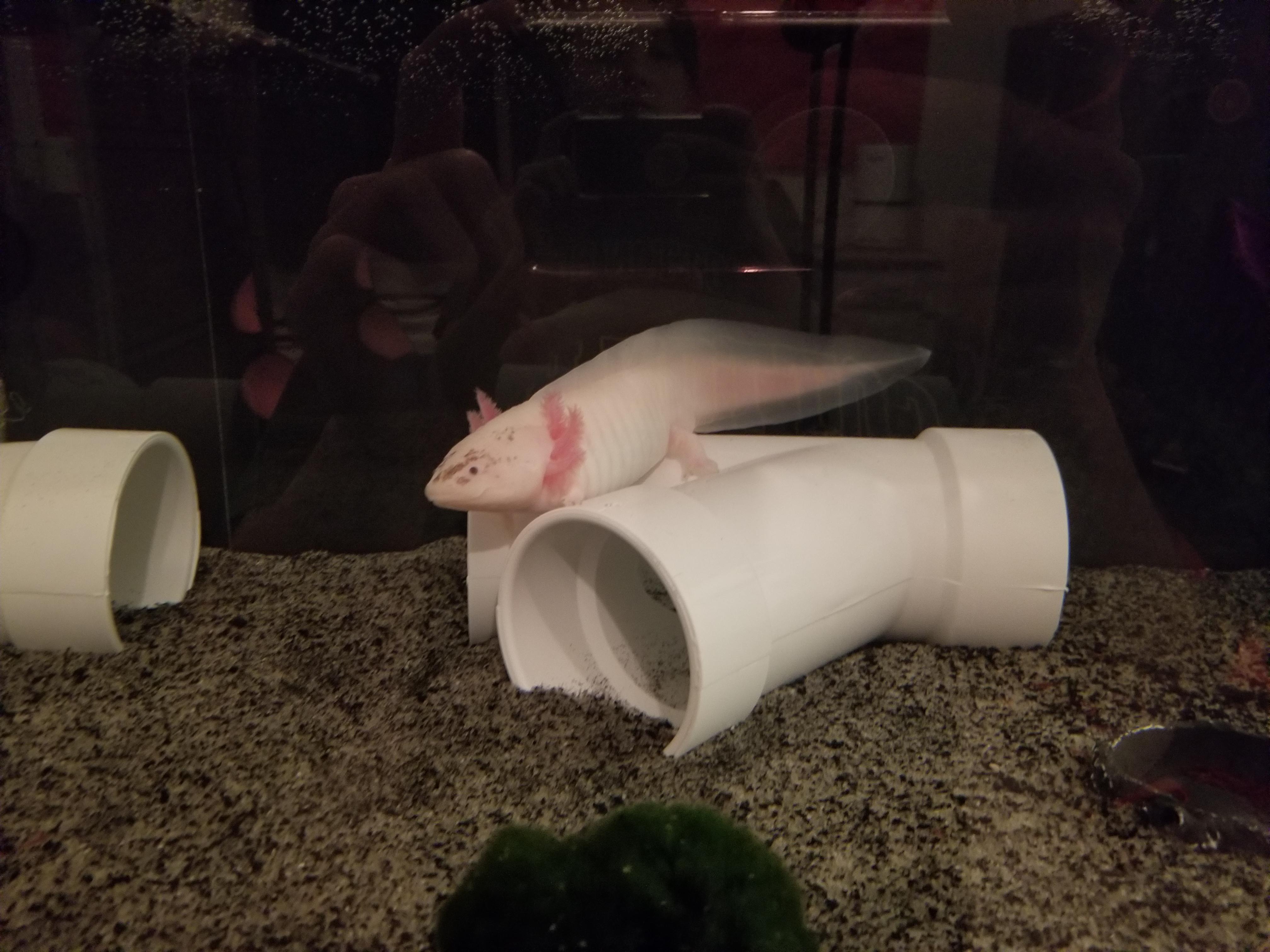 Mika got an upgrade! 40 gallon breeder with PVC hides! She's my special