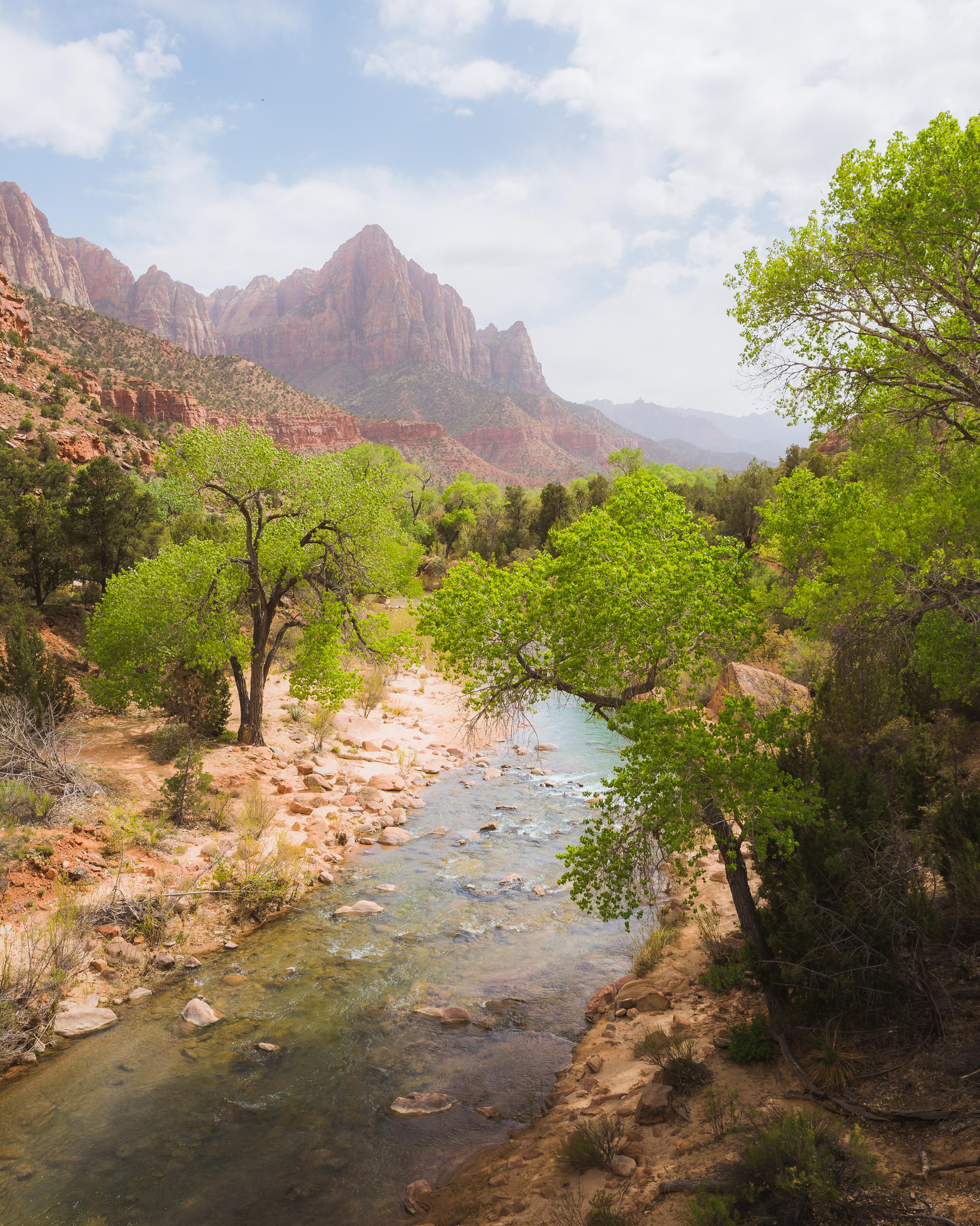 First sign of Spring in the desert, Zion National Park [OC][3200x4000