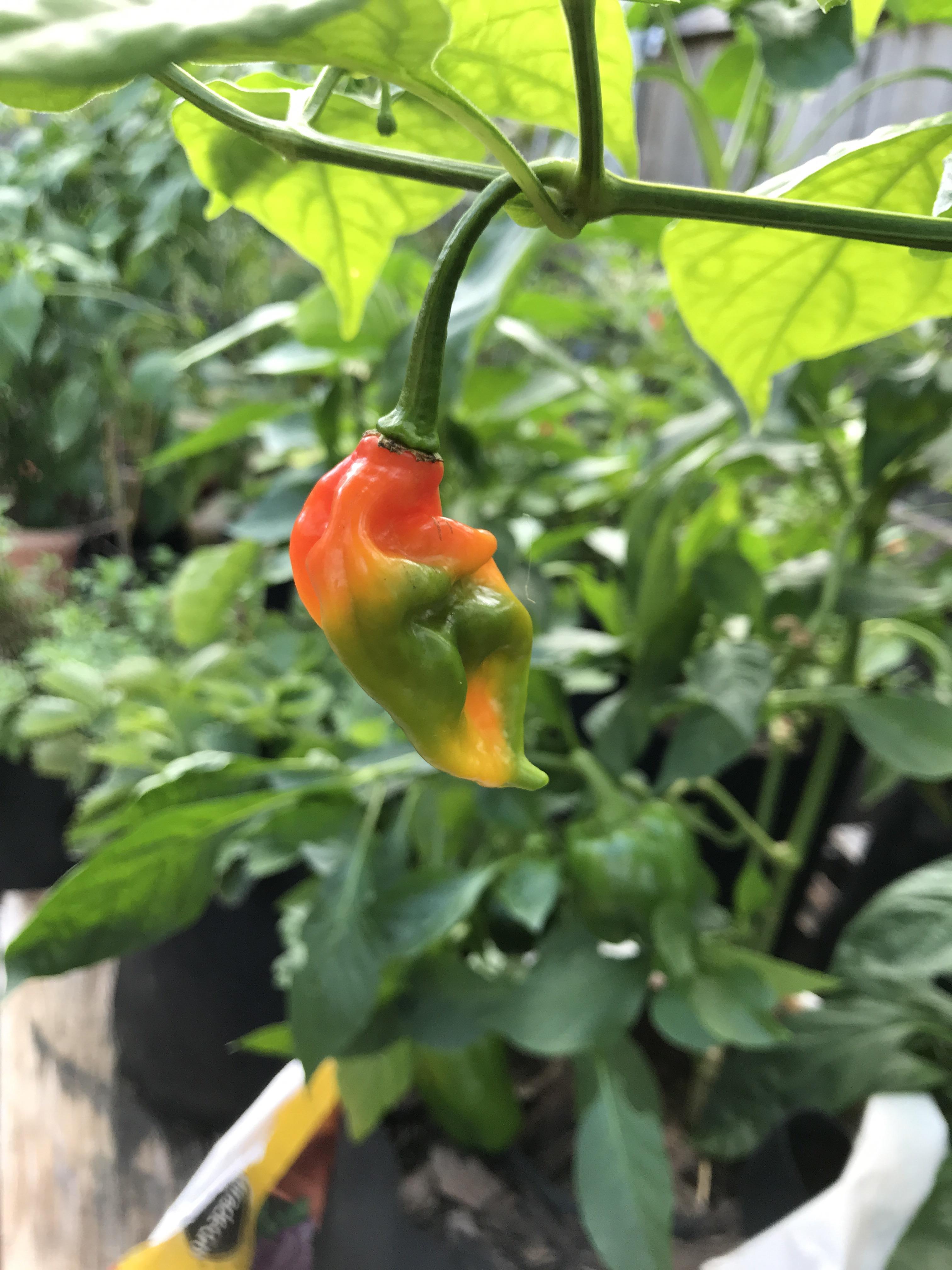 My very first Trinidad Seasoning pepper, in my very first year for this