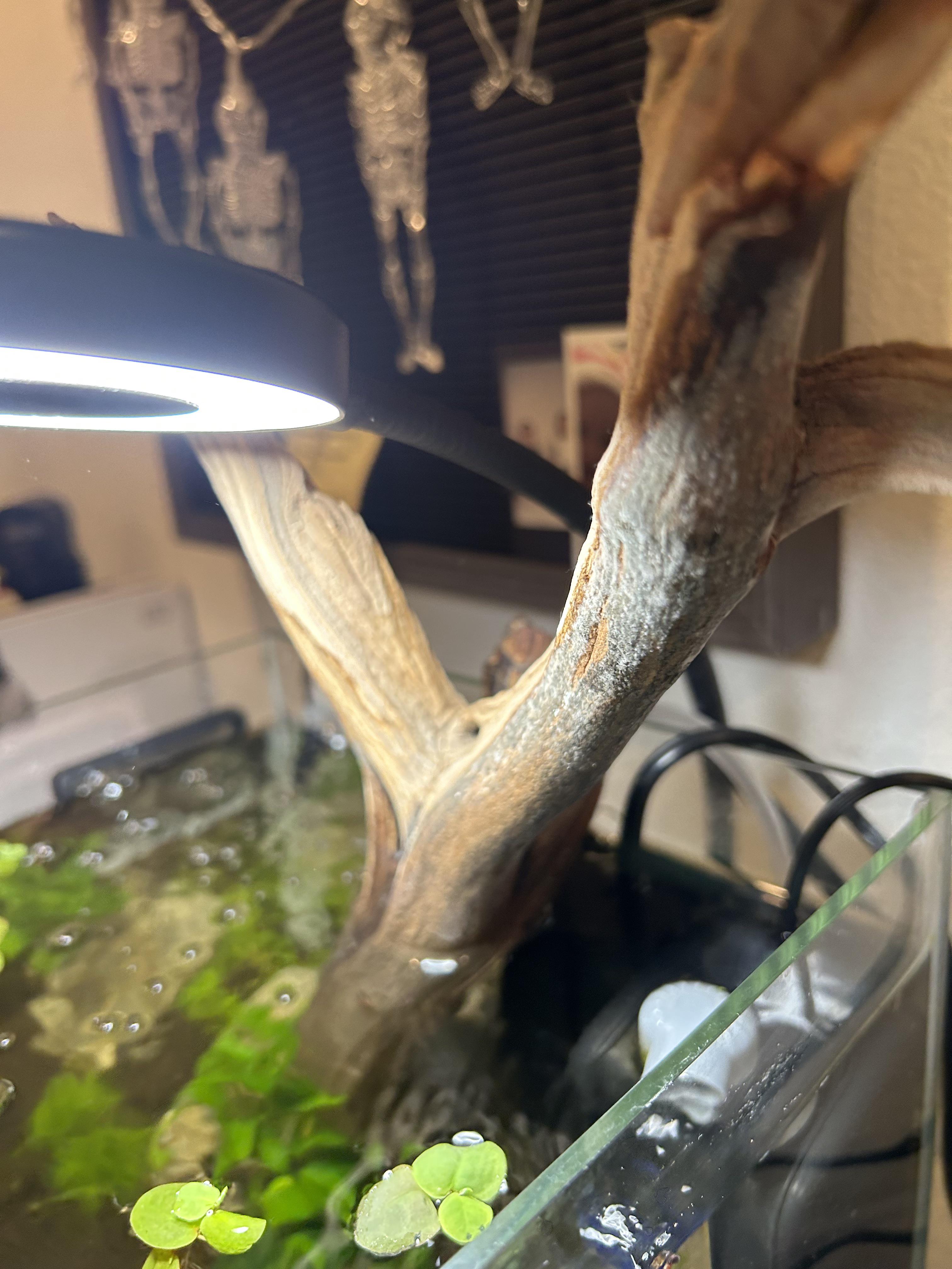 Any good tips to deal with mold growing on submerged driftwood? r