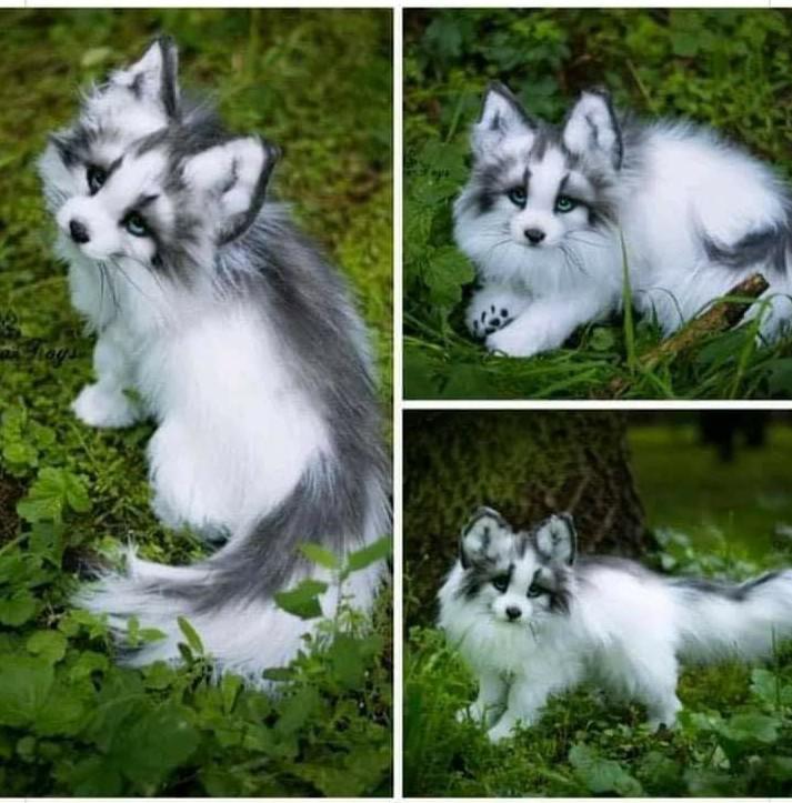Canadian Marble Fox, is simply one beautiful creature... Sent to me on Facebook.. Photographer