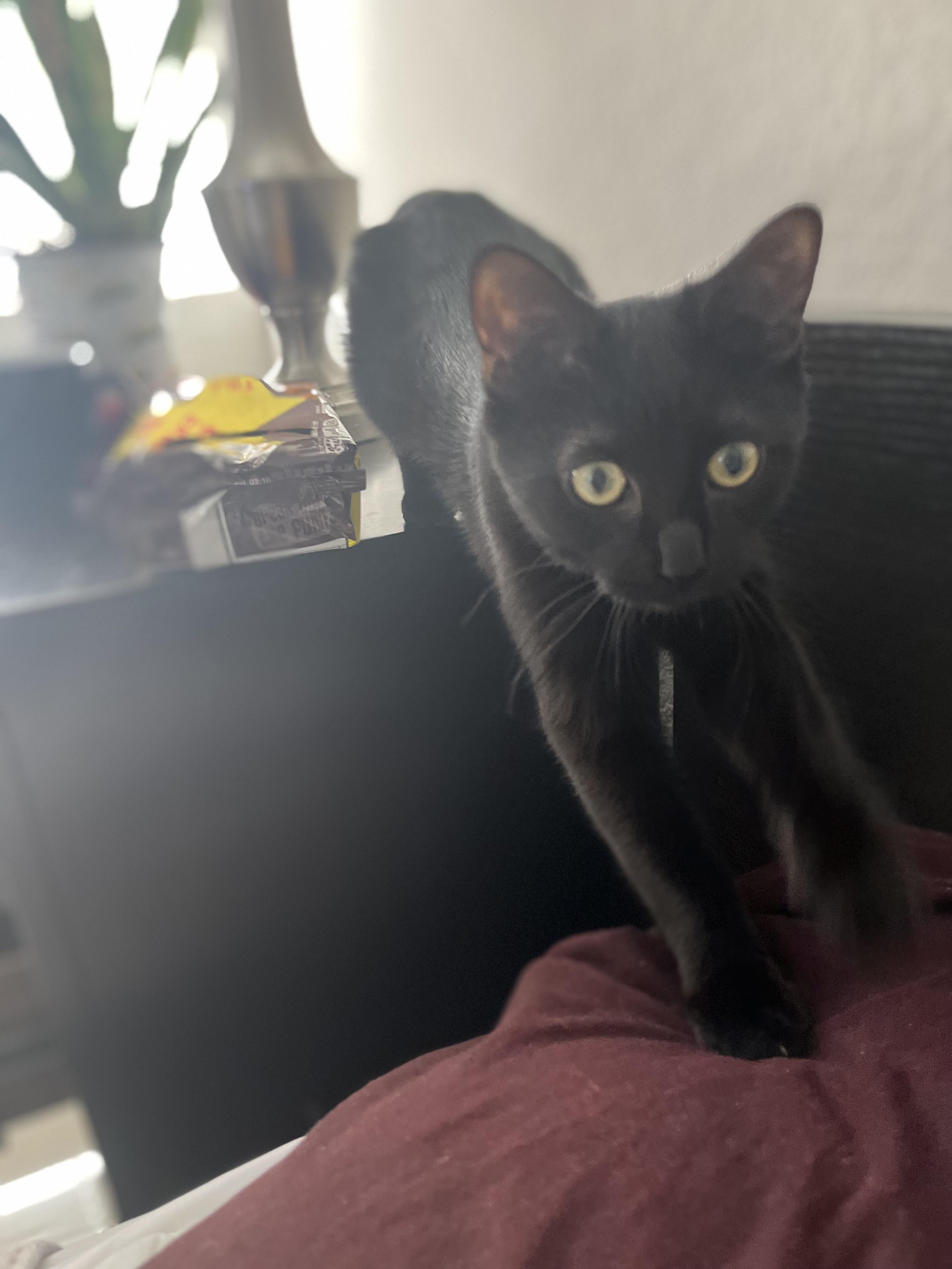 Black cats are the least likely to be adopted and most likely to be put