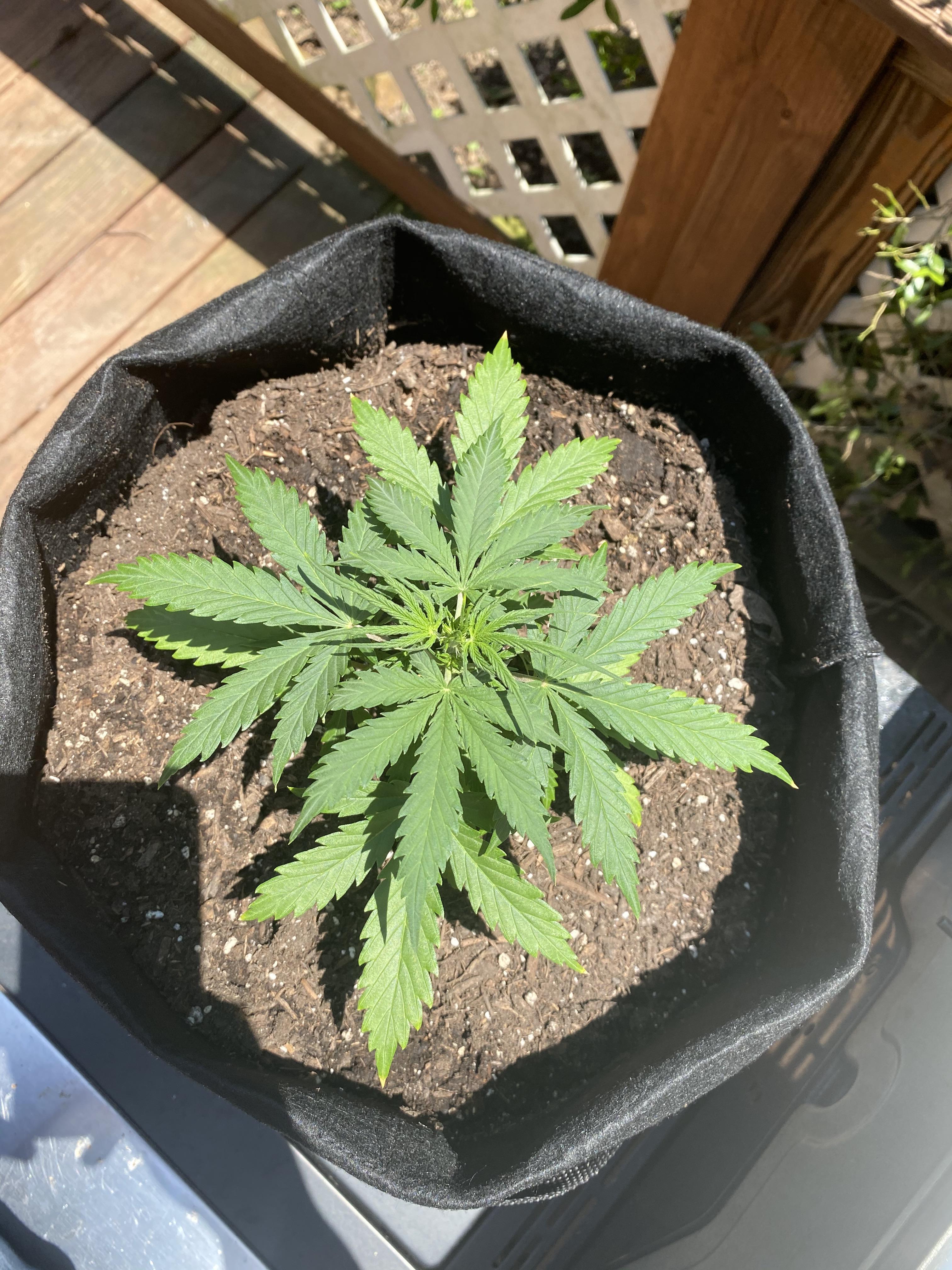 Seedsman blueberry auto day 25 from seed. Soil, indoor, just catching