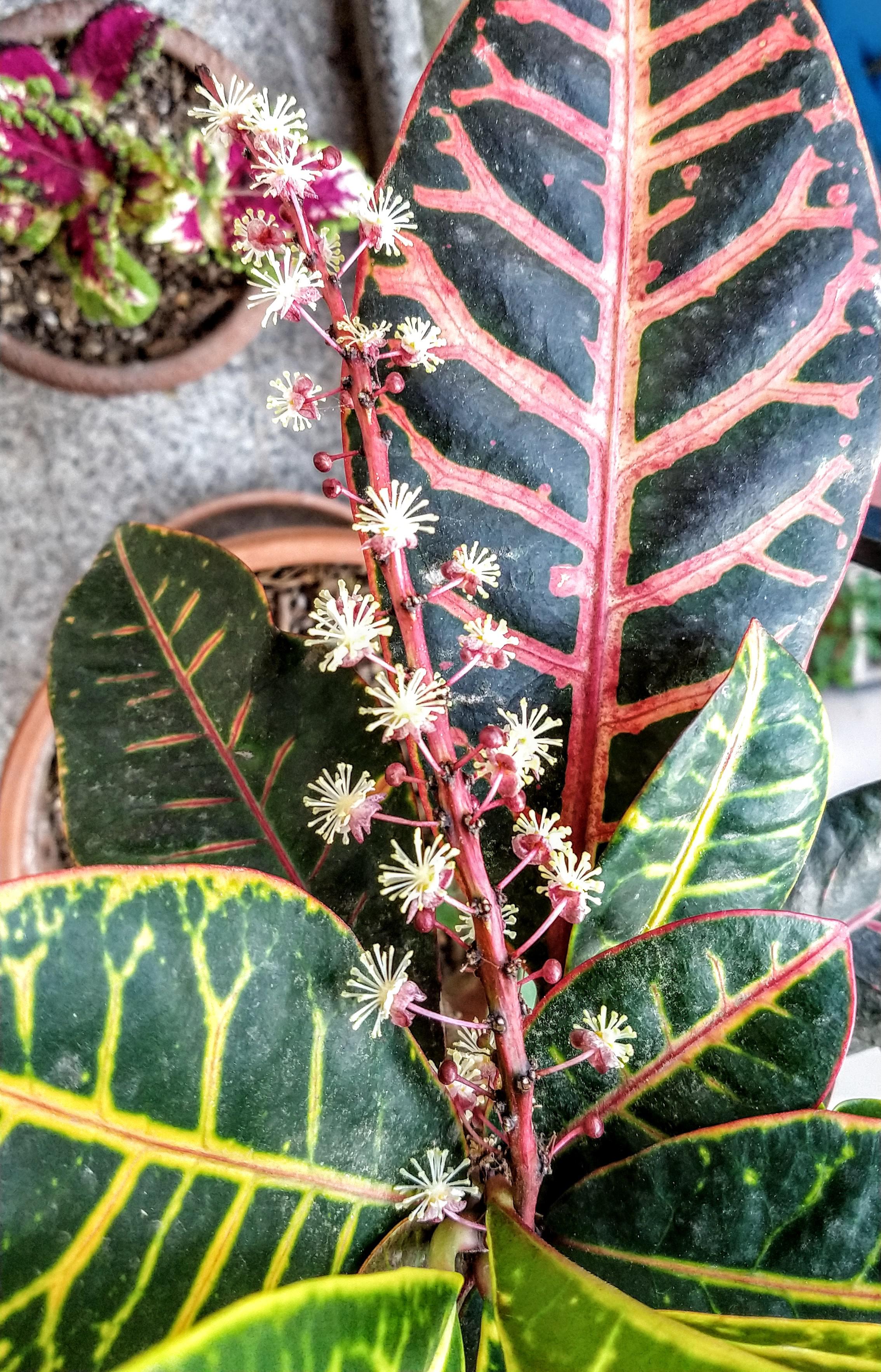 My Croton is blooming like crazy! I didn't even knew that they could