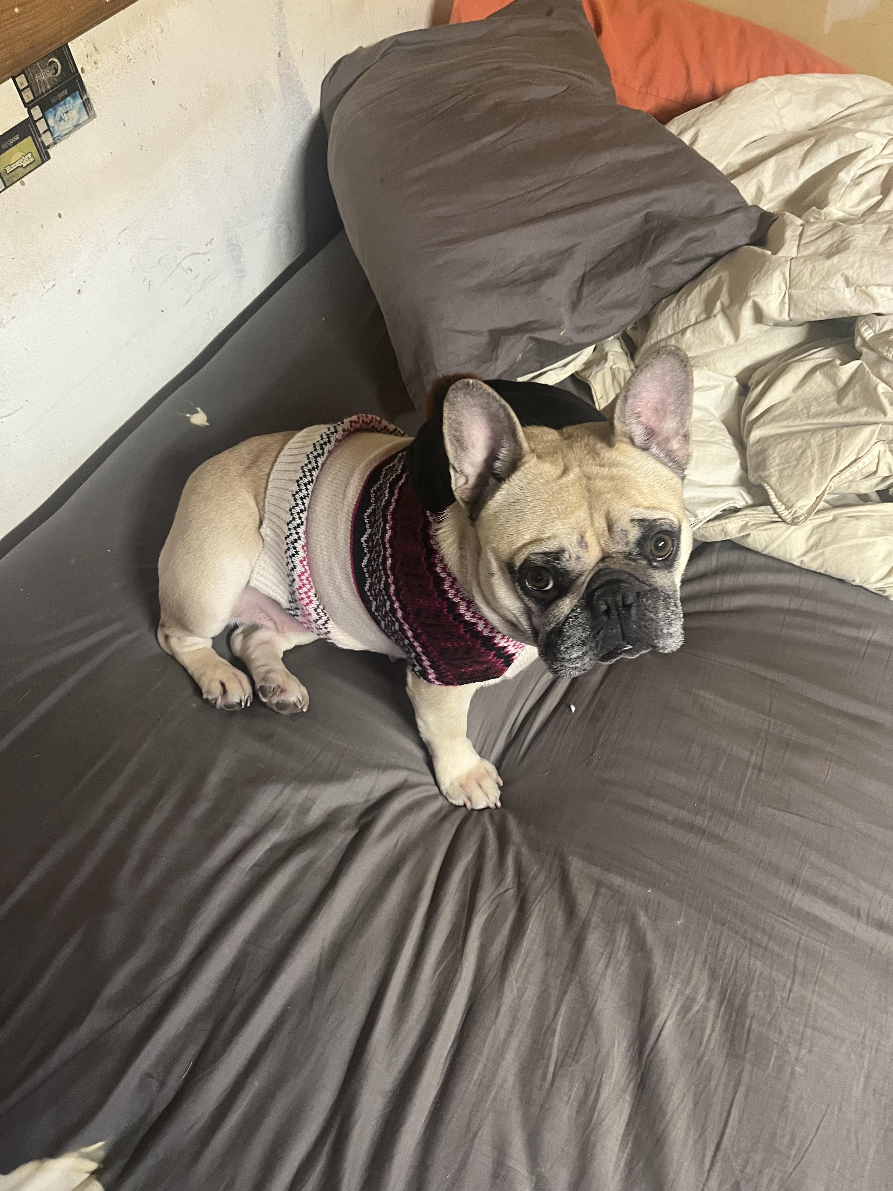 Darla is 3 and a half, I just got her January 16, she does not bark at