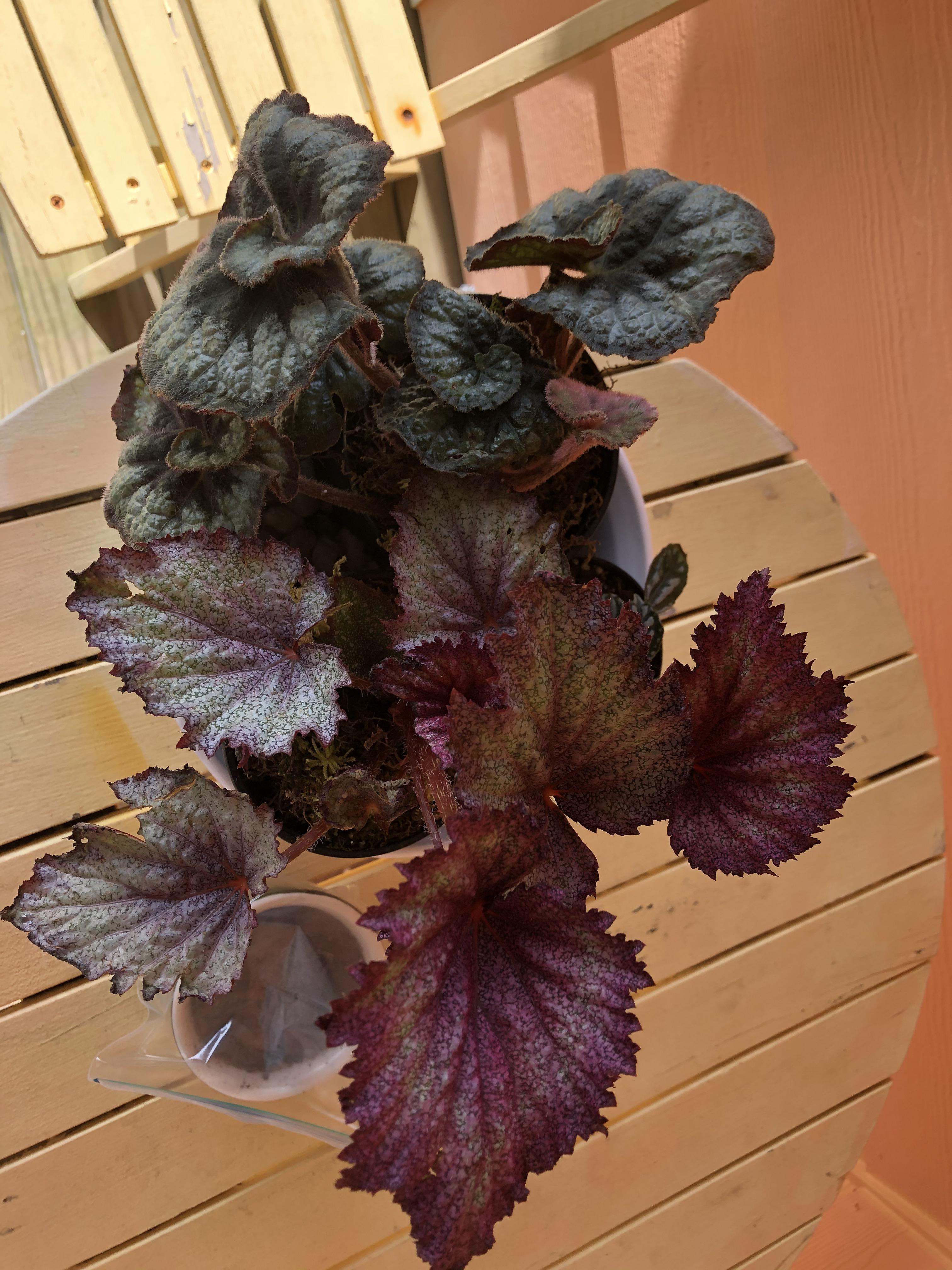 Any advice for a beginner? I have them on a pebble tray and am in a