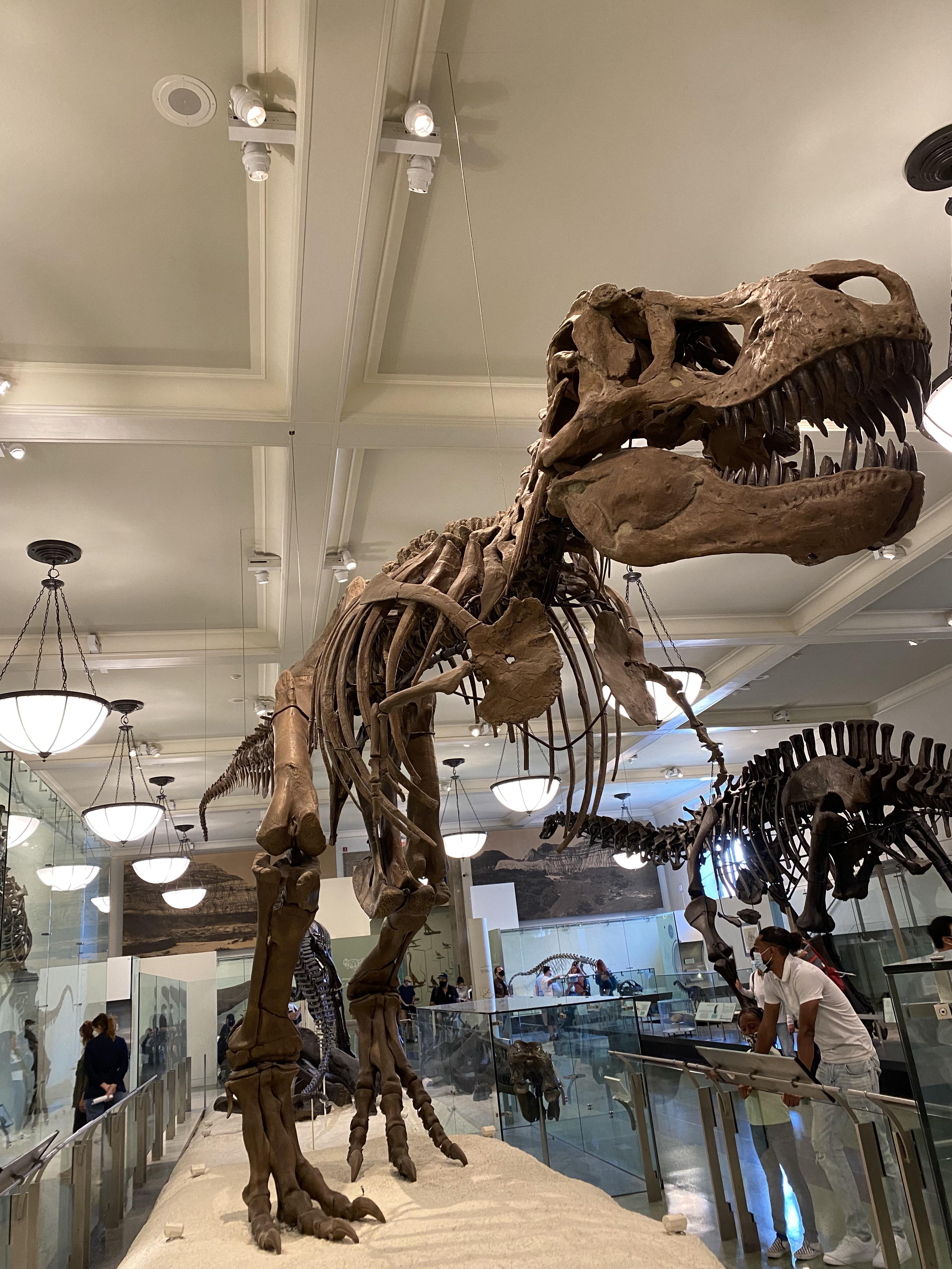 The trex at the American Museum of natural history in NYC! One of my