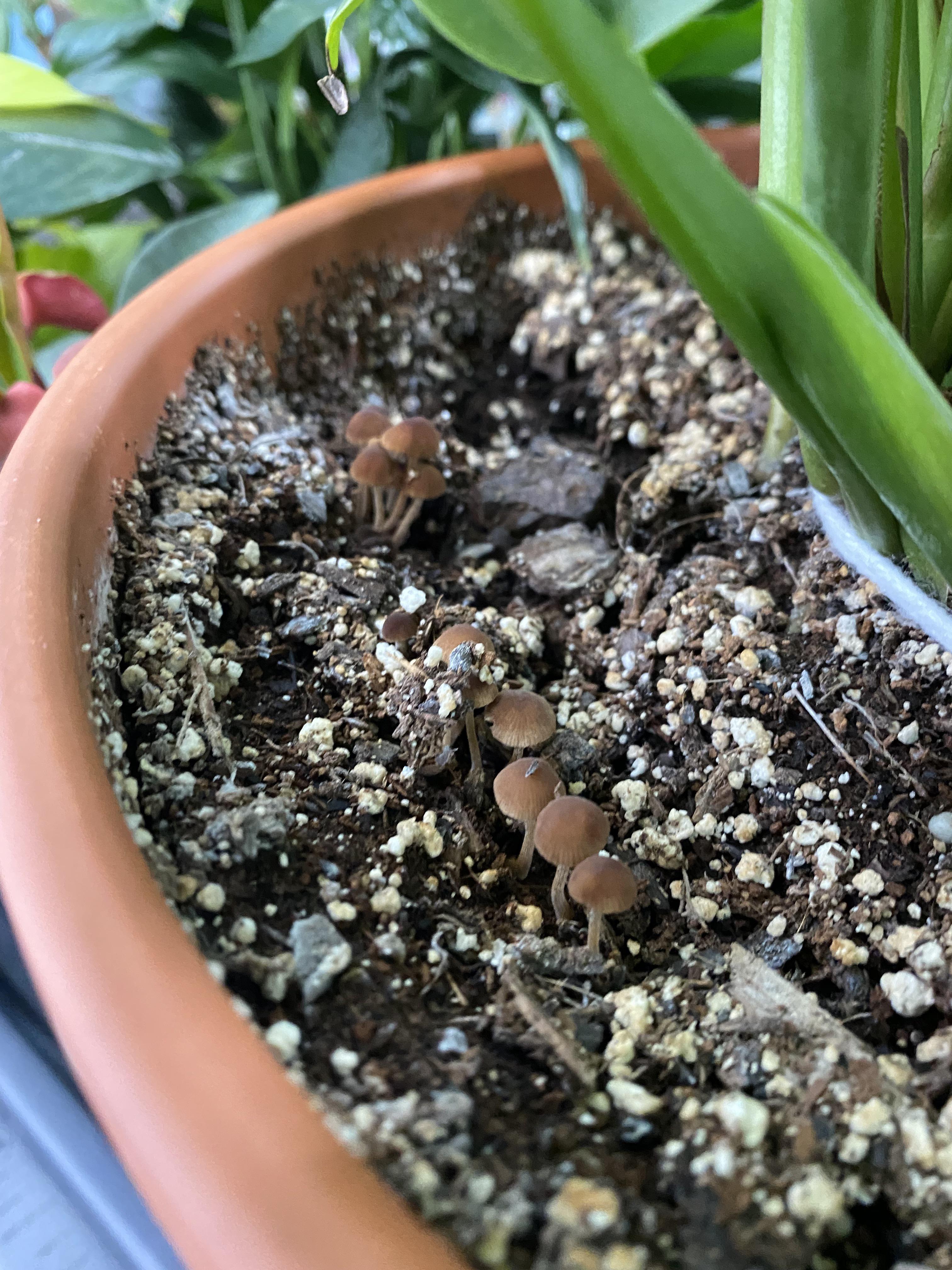 Mushrooms in my Monstera anything to worry about? r/plantclinic