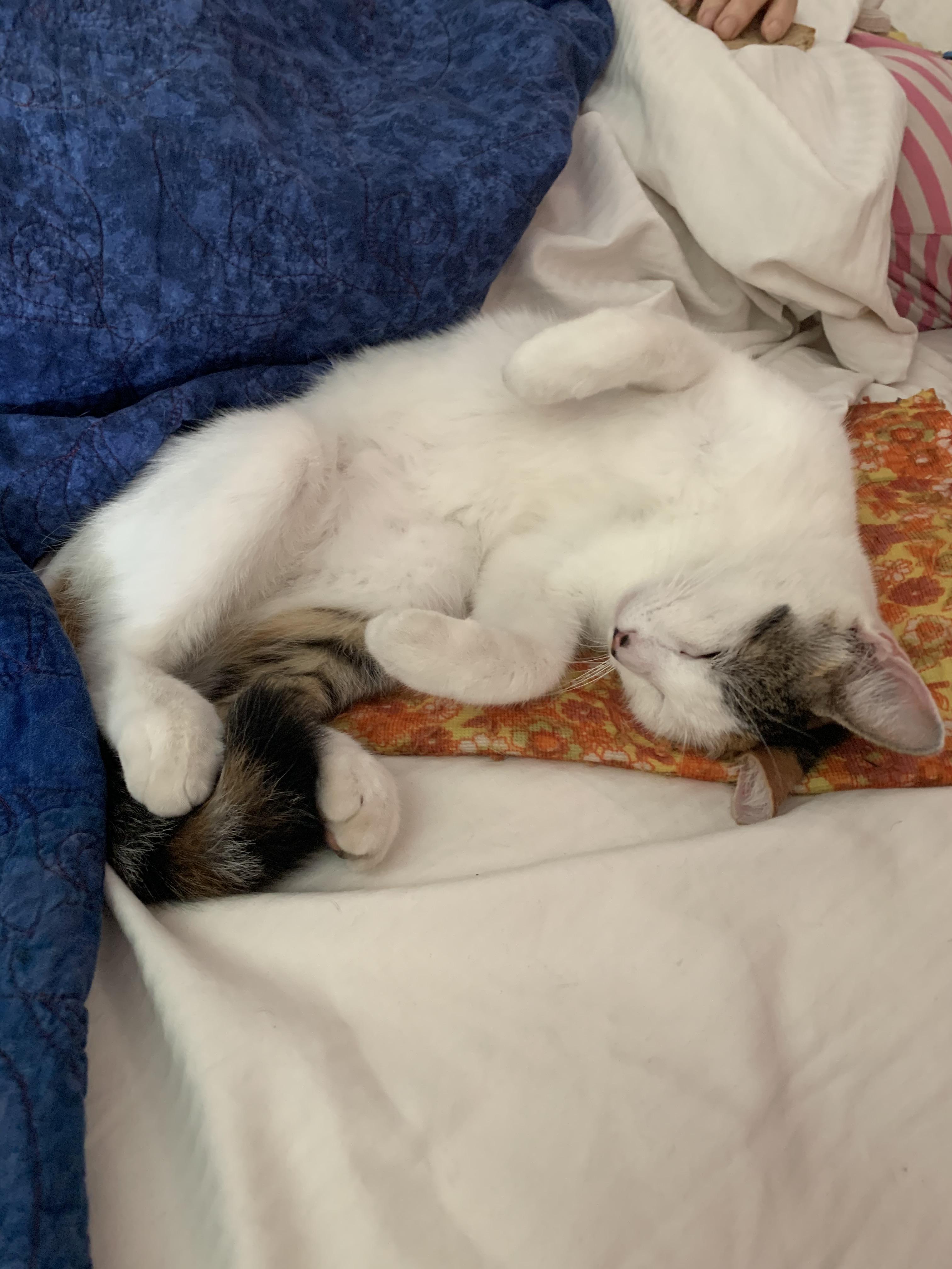 My cat taking up my moms heating pad while she’s sick in bed r/AnimalsBeingJerks