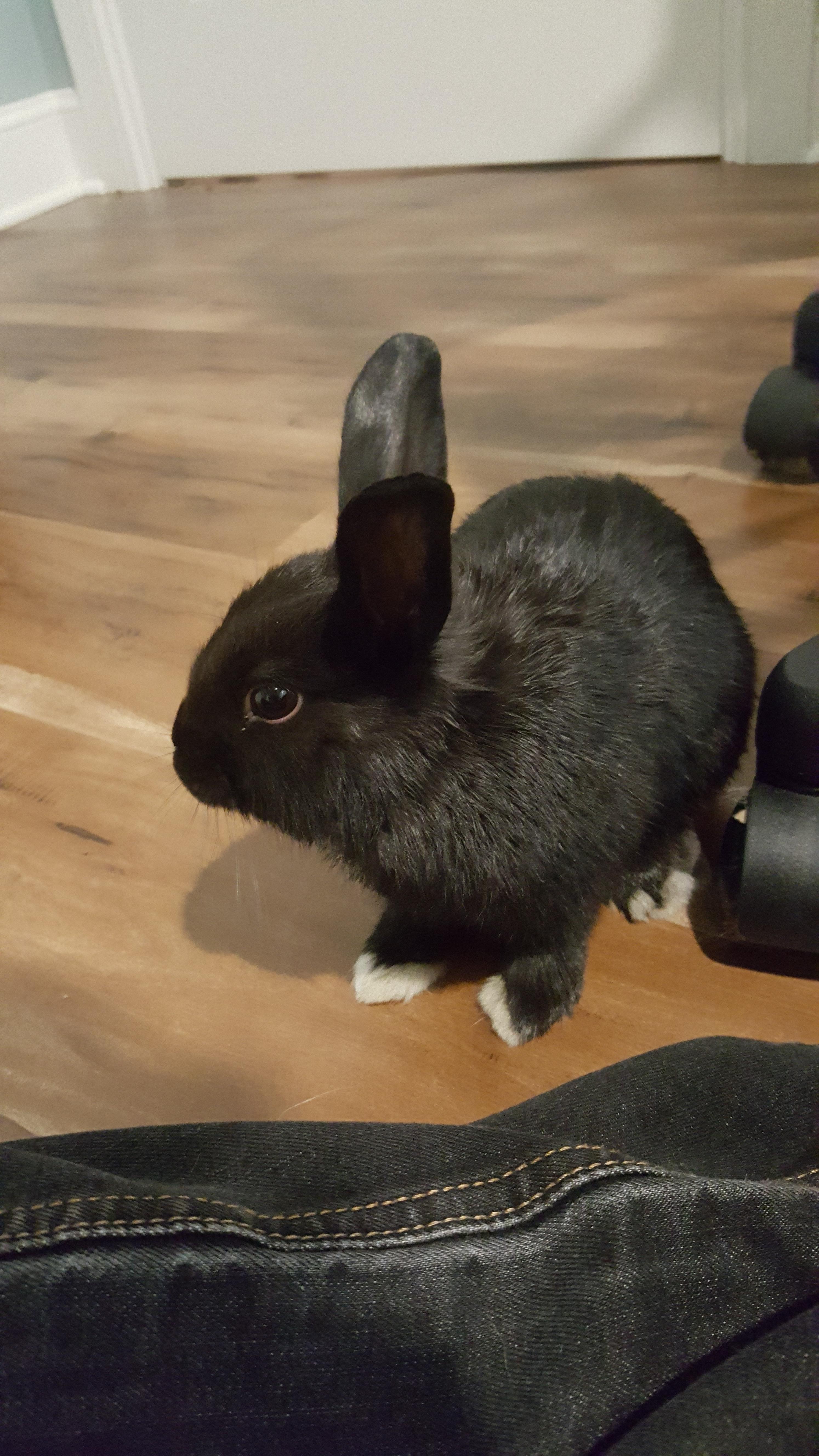 What breed(s) is my bunny? Shes full grown at just under 2