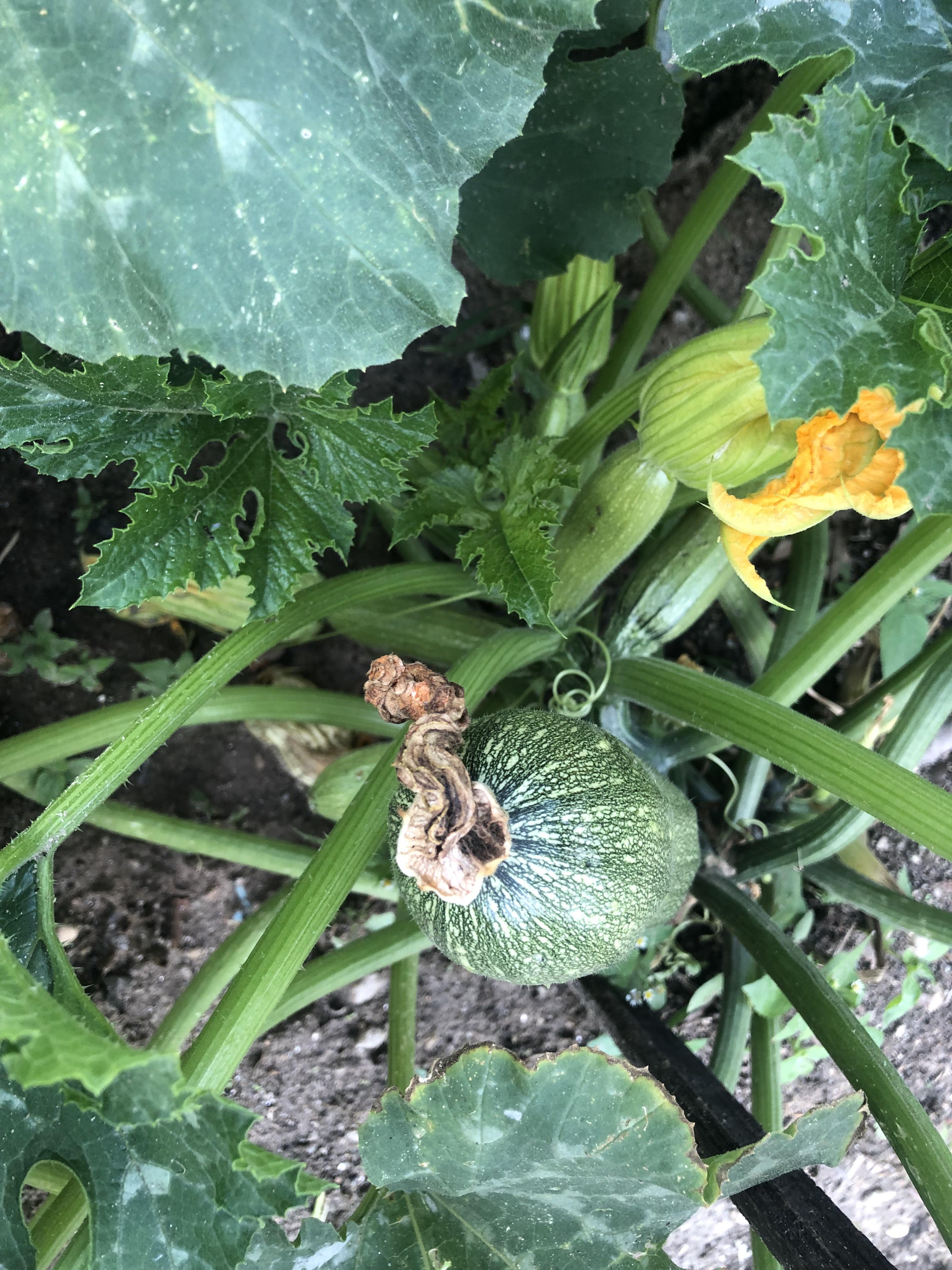 all my zucchinis lately are getting female flowers without a trace of