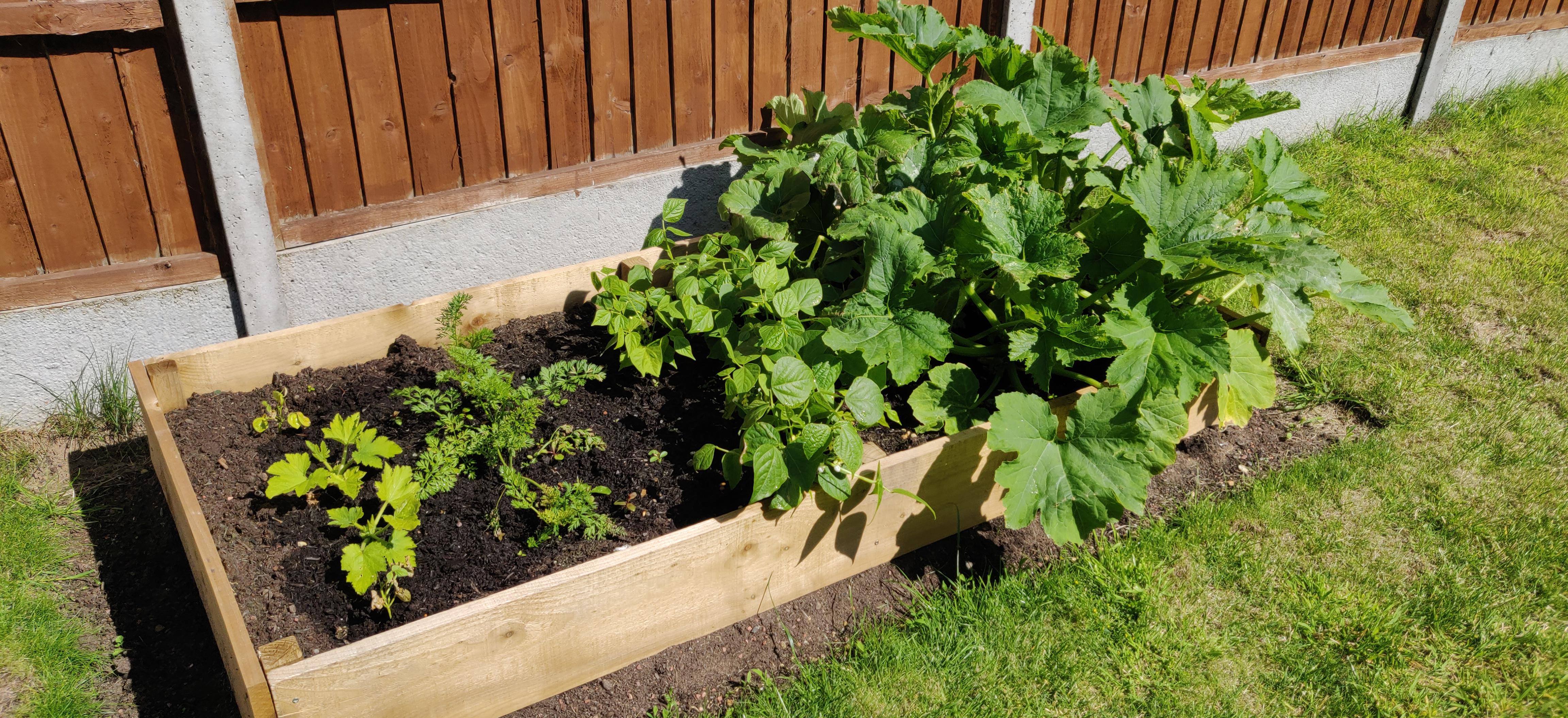 First time growing vegetables, think my courgette plants are overgrown